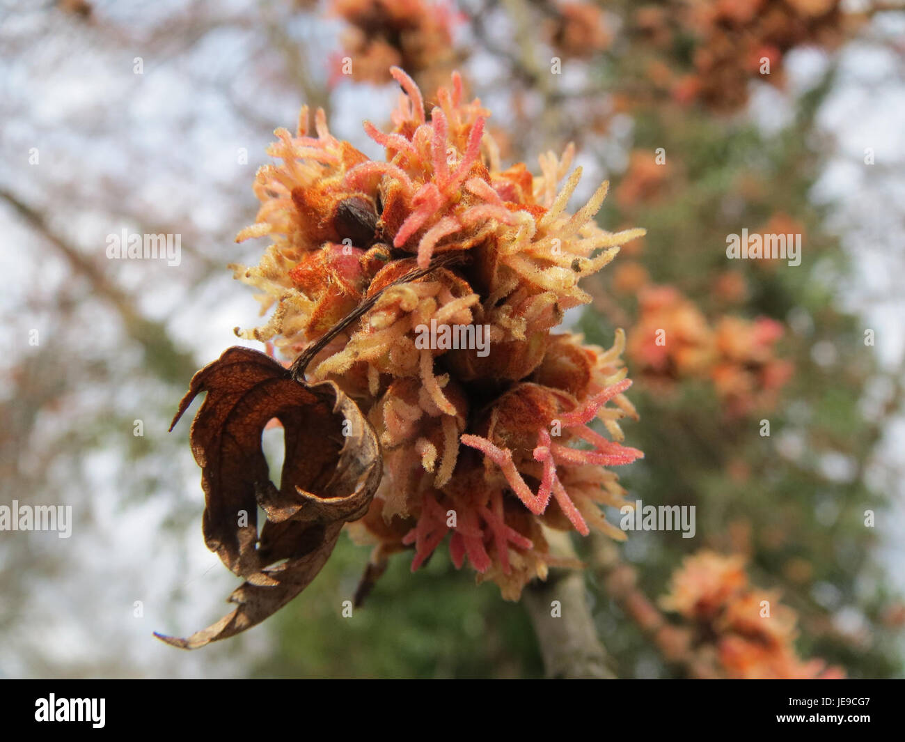 Acer saccharinum, auch bekannt als Silberahorn, ist ein in Nordamerika heimischer Laubbaum. Sie zeichnet sich durch ihre tief gelappten Blätter und die silberweiße Unterseite aus. Der Baum kommt oft in Uferzonen vor und wird wegen seines schnellen Wachstums und seiner Verwendung in der Landschaftsgestaltung geschätzt. Stockfoto