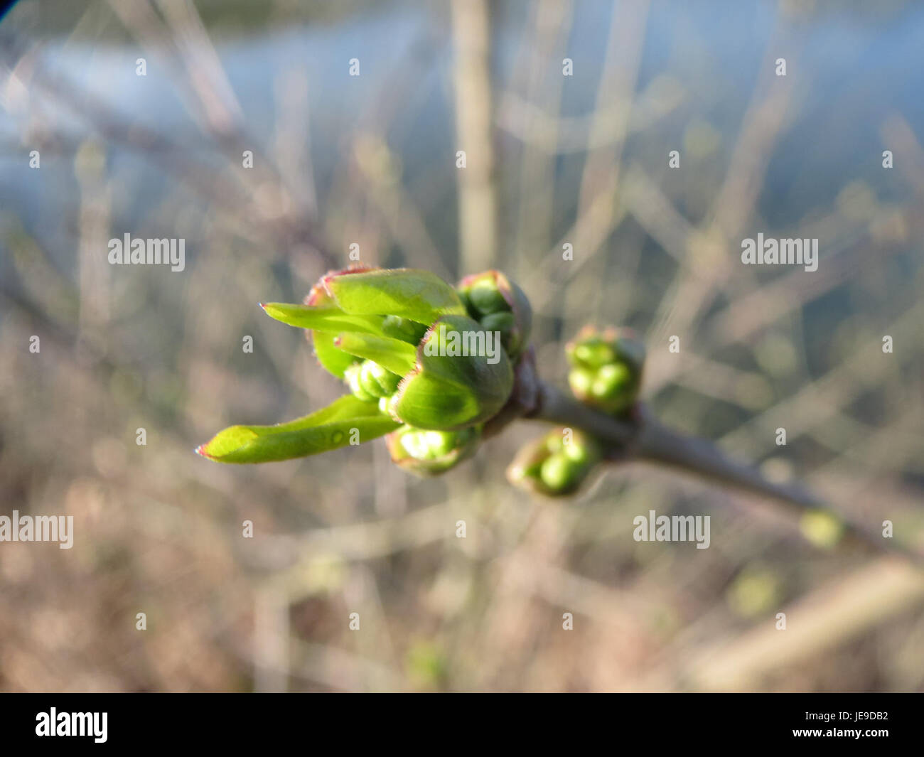 Euonymus europaeus, auch bekannt als Europäischer Spindelbaum, ist ein Laubstrauch mit bunten Früchten und Blättern, der am 11. März 2014 beobachtet wurde. Stockfoto