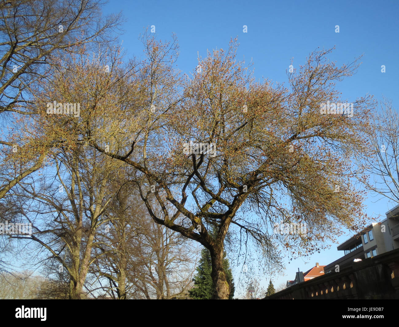 Foto vom 11. März 2014 von Acer Negundo, allgemein bekannt als Boxelderahorn, mit seinen charakteristischen Blättern. Stockfoto