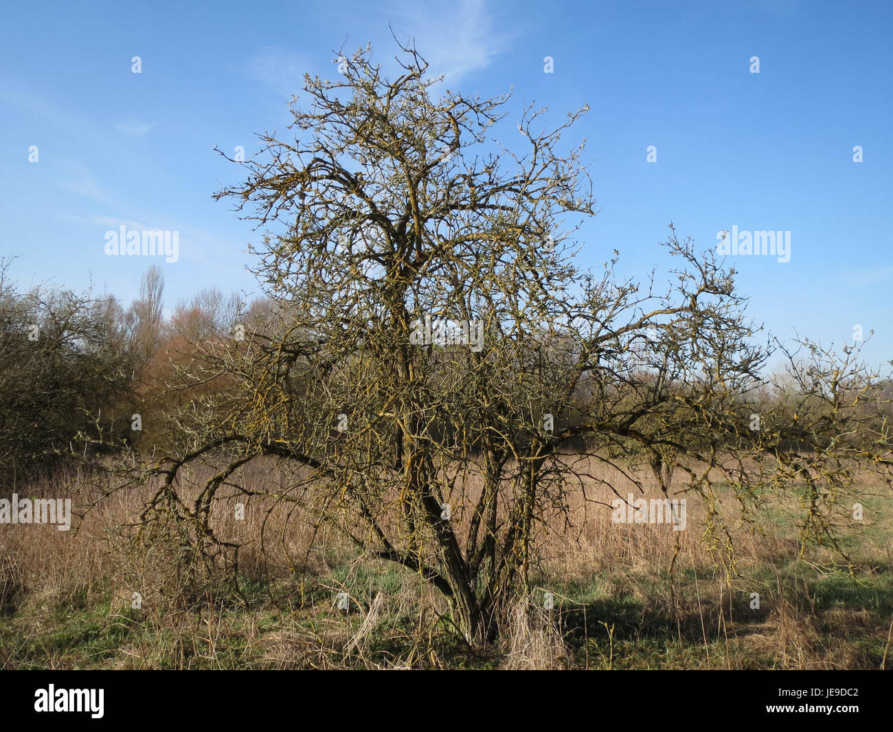 Ein Foto von Sambucus nigra, allgemein bekannt als Holunder, aufgenommen am 11. März 2014, das die Blütentrauben und Beeren in ihrer natürlichen Umgebung zeigt. Stockfoto