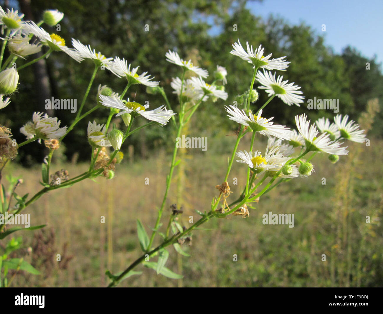 Berufkraut oder Ragweed ist eine Pflanze, die für ihr Potenzial bekannt ist, allergische Reaktionen zu verursachen. Es produziert Pollen, die Menschen mit Heuschnupfen oder Atemwegserkrankungen beeinflussen können. Sie wächst in verschiedenen Umgebungen, einschließlich Feldern und Straßenrändern. Stockfoto