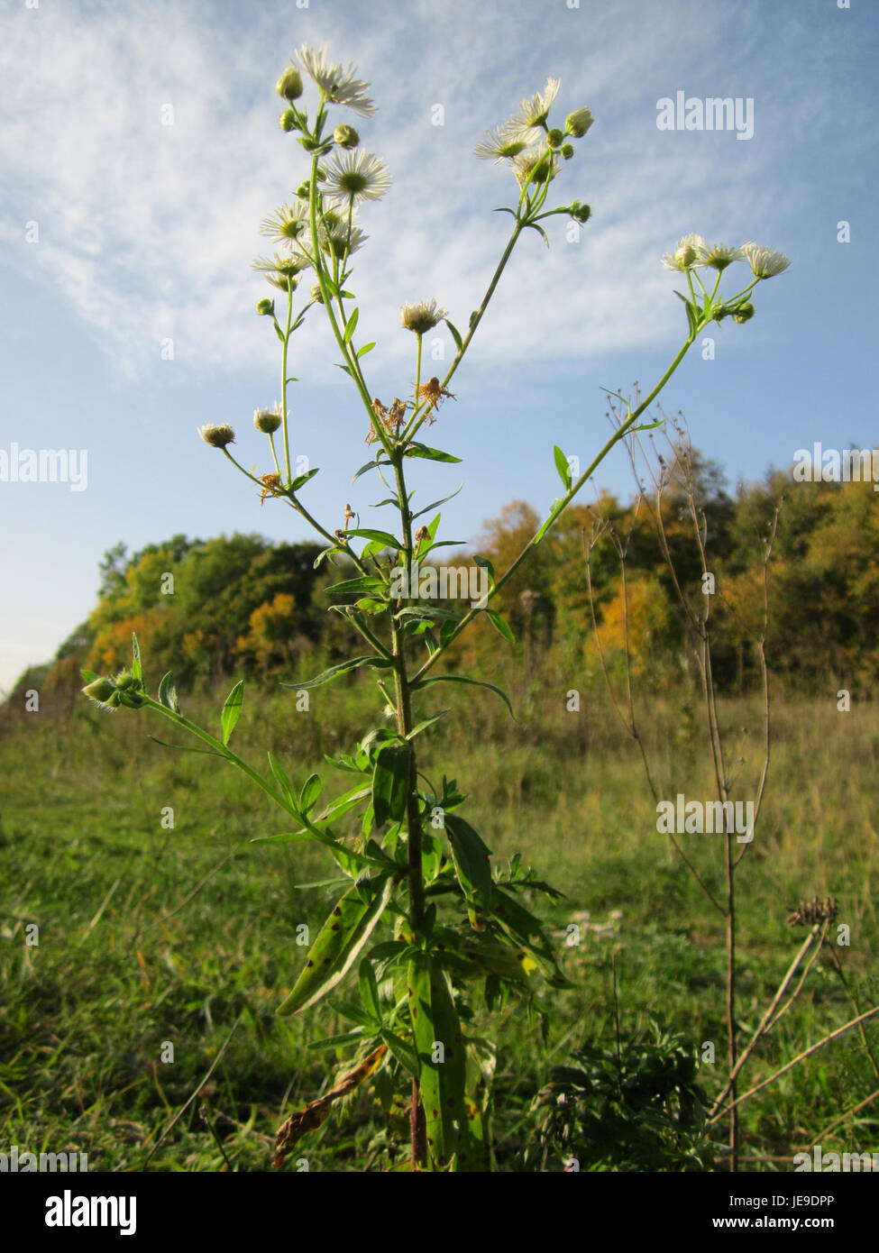 Dieses Bild vom 19. Oktober 2012 zeigt das Berufkraut, eine Pflanze, die bekannt ist für ihr markantes grünes Laub und ihre gelben Blüten, die auf Feldern und gestörten Böden zu finden sind. Stockfoto