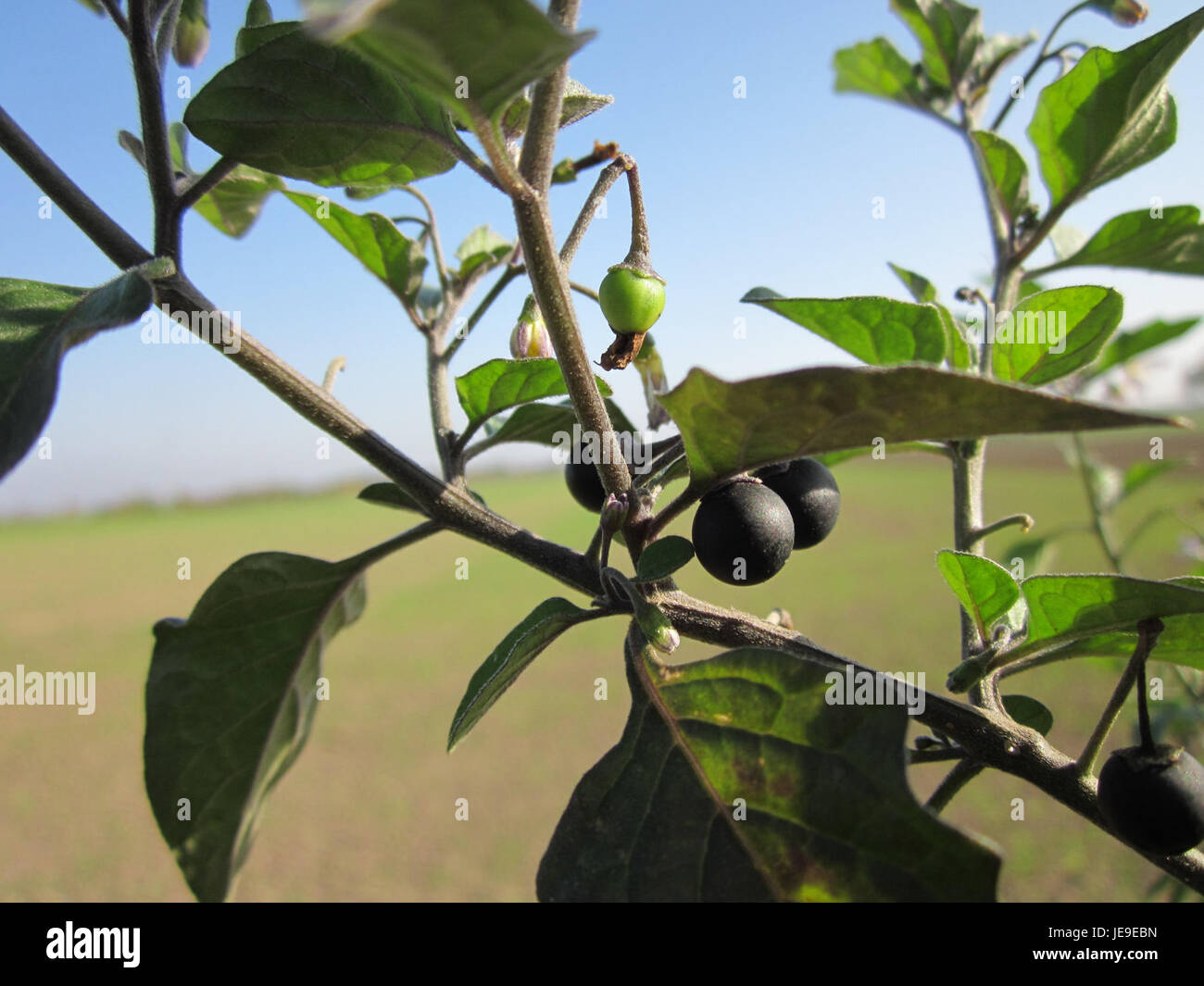 Dieses Bild zeigt *Solanum nigrum*, allgemein bekannt als schwarzer Nachtschatten, eine krautige Pflanze, die in verschiedenen Teilen der Welt zu finden ist. Das Foto zeigt die dunklen Beeren und das charakteristische grüne Laub, das in einer natürlichen Umgebung wächst. Stockfoto