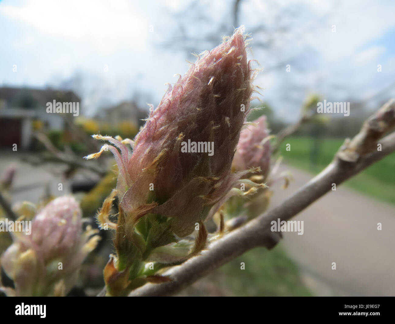 Eine Fotografie der Wisteria floribunda, auch bekannt als japanische Glyzinien, aufgenommen am 25. März 2014 und zeigt ihre lebendigen kaskadierenden Blüten in voller Blüte. Stockfoto