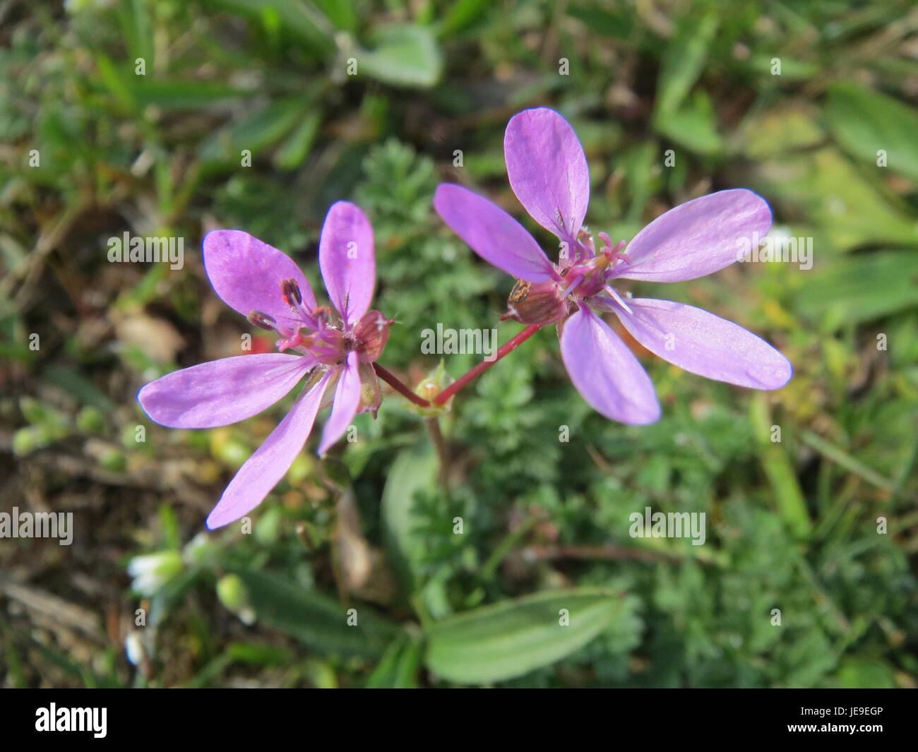 Ein Foto von Erodium cicutarium, aufgenommen am 25. März 2014. Das Bild zeigt die charakteristischen Blüten und Blätter der Pflanze, typisch für die Familie der Geraniaceae. Stockfoto