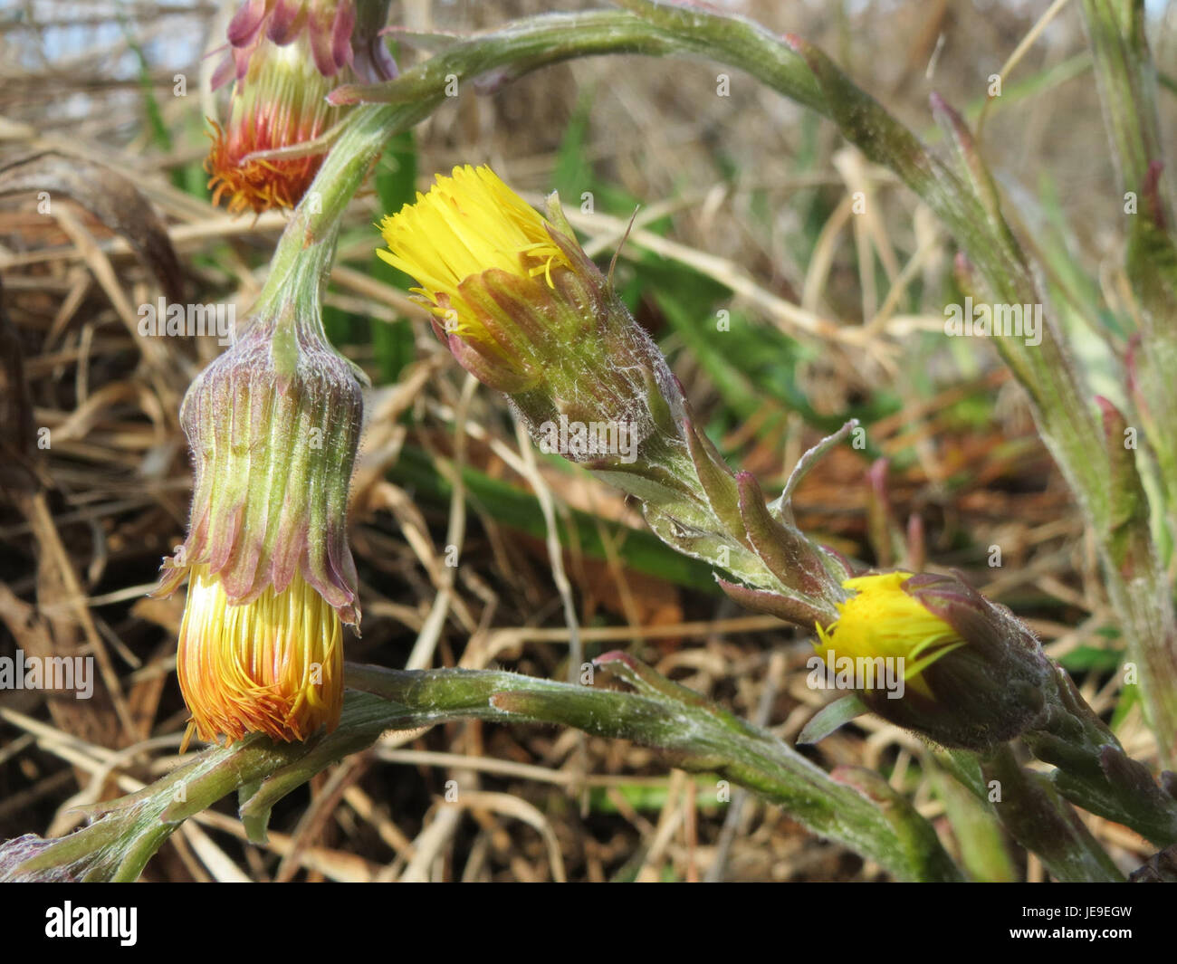 Ein Foto vom 25. März 2014, das Tussilago farfara, allgemein bekannt als Coltsfoot, zeigt, eine frühlingsblühende Pflanze, die in verschiedenen Ökosystemen vorkommt. Stockfoto