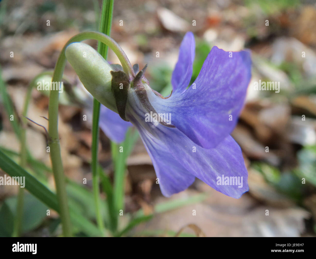 Ein Foto, aufgenommen am 25. März 2014, von Viola riviniana, allgemein bekannt als das gewöhnliche Hundeviolett. Diese Pflanze kommt in Wäldern vor und ist bekannt für ihre zarten violetten Blüten. Stockfoto