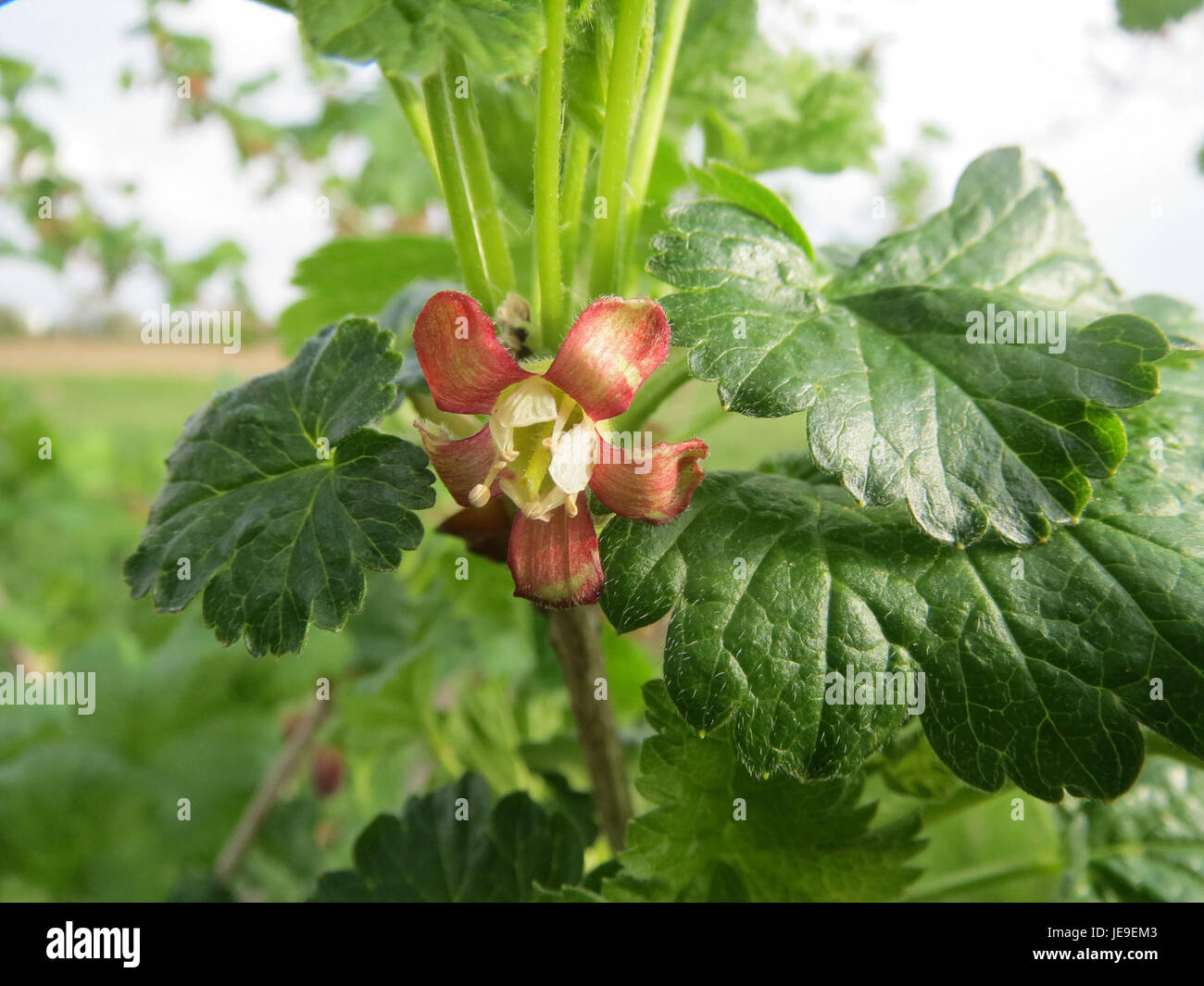 Ein botanisches Bild von Ribes uva-crispa, allgemein bekannt als Stachelbeere, das die Besonderheiten und Früchte der Pflanze einfängt. Stockfoto