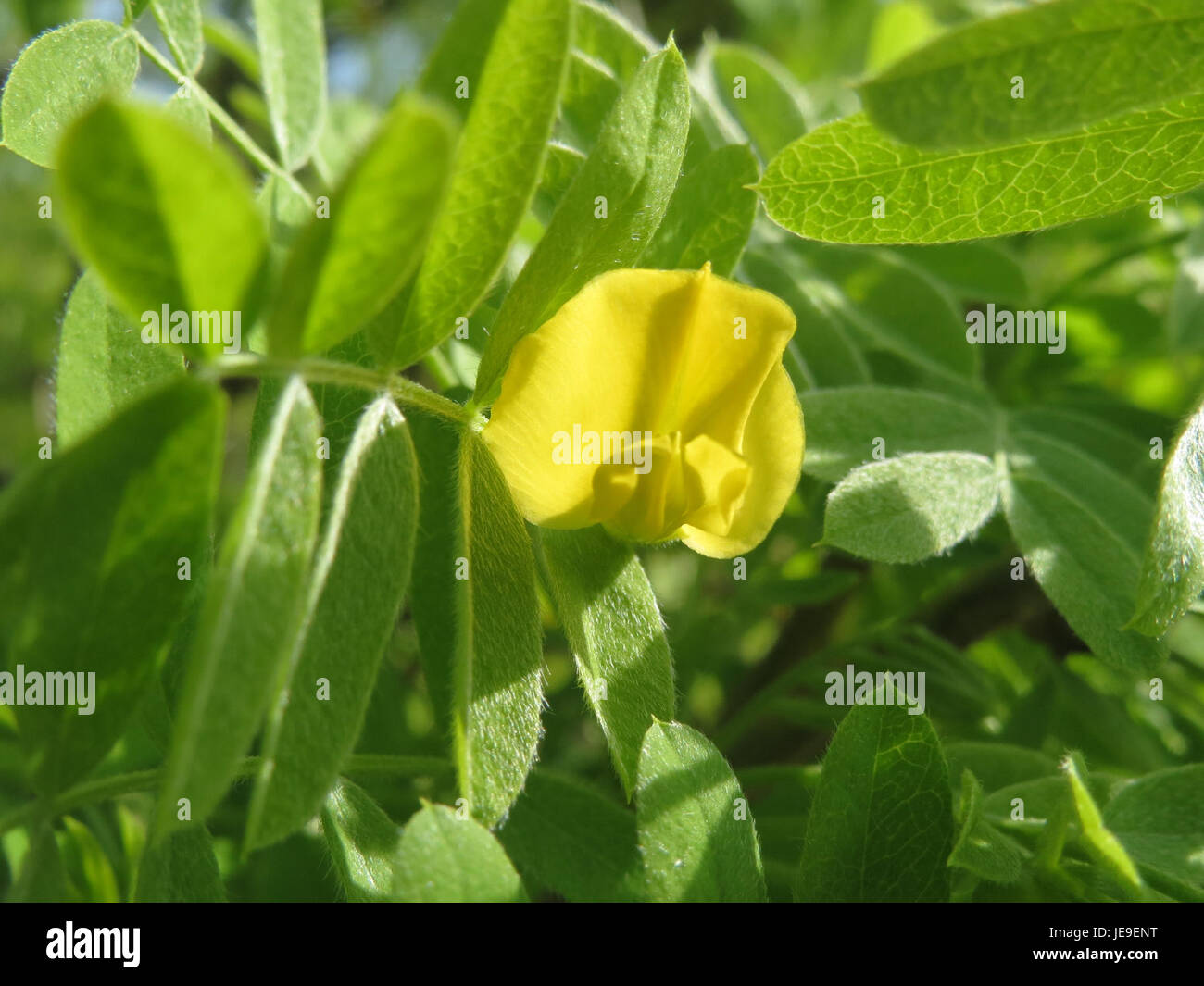 Laburnum anagyroides, auch bekannt als goldene Kette, ist eine blühende Pflanze, die für ihre kaskadierenden gelben Blüten und giftigen Samen bekannt ist, die häufig in Gärten und Landschaften vorkommen. Stockfoto