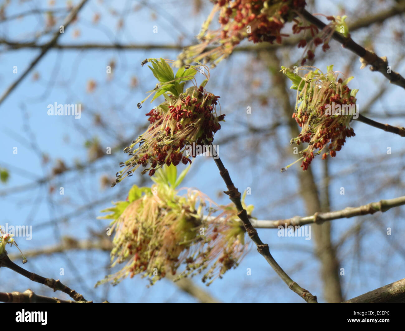 Bild von Acer Negundo, auch bekannt als Boxelder, aufgenommen am 27. März 2014. Auf dem Foto sind die Blätter und die Struktur der Pflanze hervorgehoben. Stockfoto