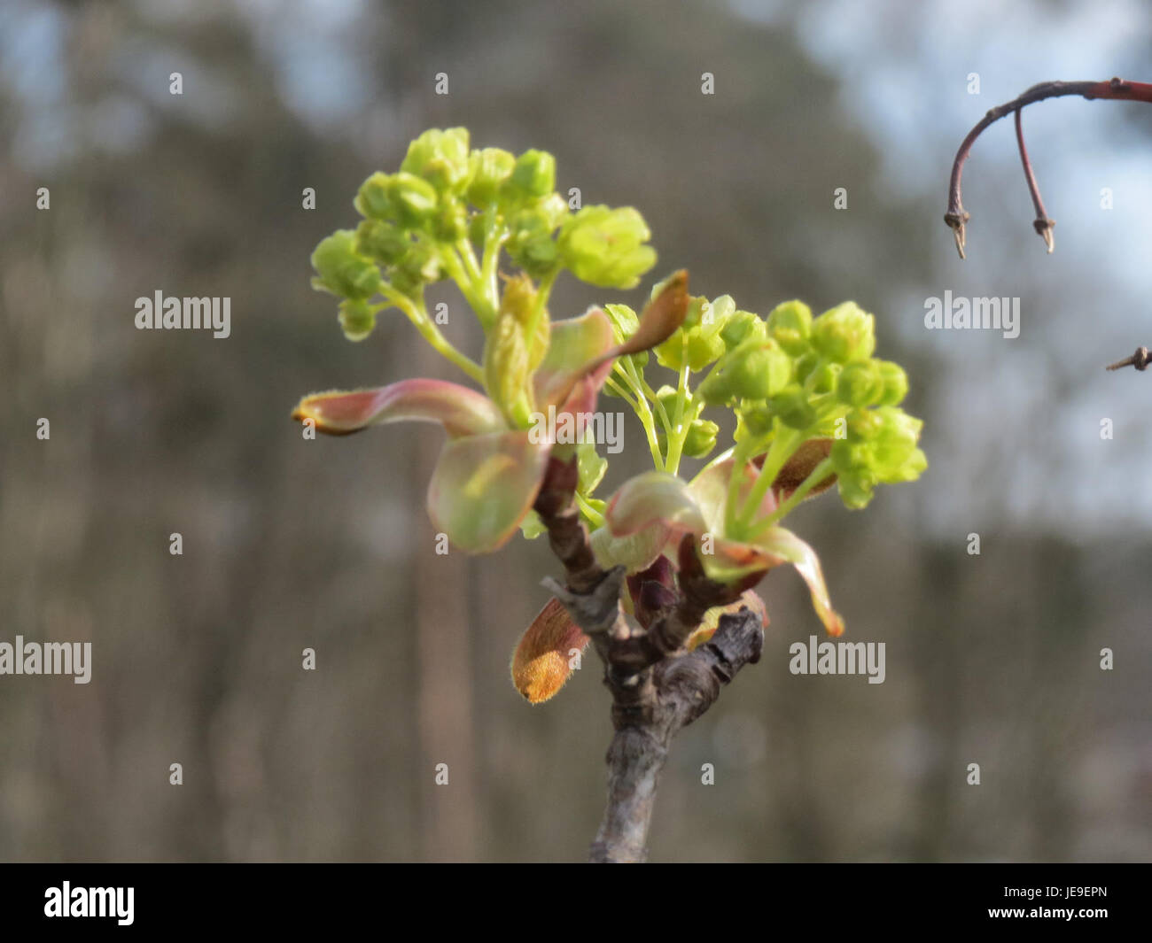 Dieses Bild zeigt Acer Platanoides, den Norwegischen Ahornholz, aufgenommen am 27. März 2014, wobei das lebhafte Laub und das allgemeine Wachstumsmuster des Baumes im Mittelpunkt stehen. Stockfoto