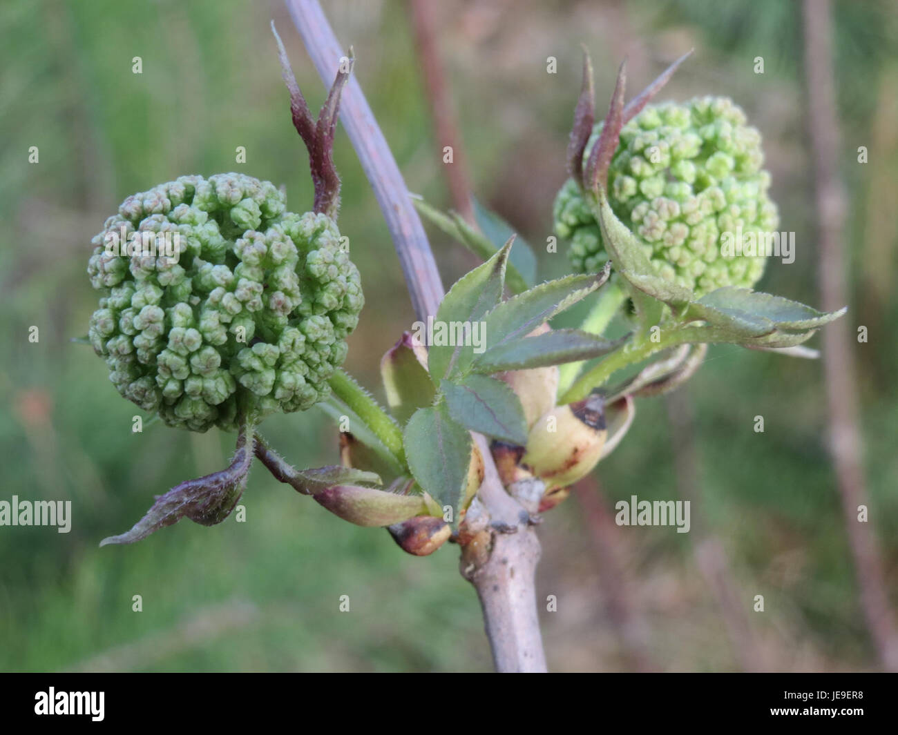 Sambucus racemosa, bekannt als Roter Holunder, ist eine blühende Pflanze, die in Europa, Asien und Nordamerika vorkommt. Seine Beeren sind rot und werden in der traditionellen Medizin für verschiedene Beschwerden verwendet, obwohl Vorsicht geboten ist, da sie giftig sein können, wenn sie roh sind. Stockfoto