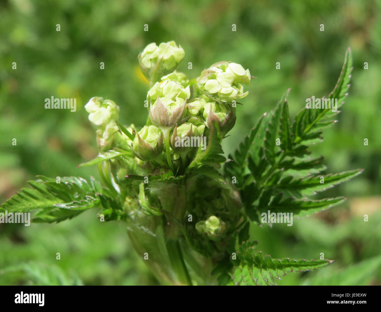 Chaerophyllum temulum, auch bekannt als rauer Kerbel, ist eine in Europa und Teilen Asiens heimische Pflanzenart. Es ist für seine toxischen Eigenschaften bekannt und gilt bei der Einnahme als schädlich. Stockfoto