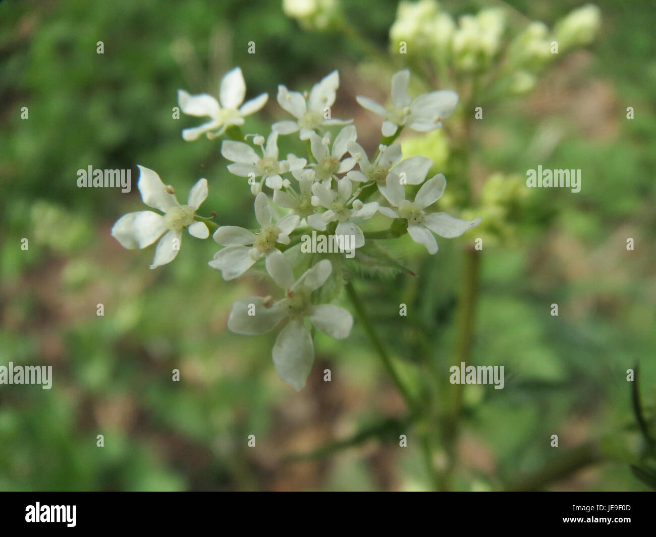 Chaerophyllum temulum, auch bekannt als rauer Kerbel, ist eine Pflanzenart, die in Europa und Asien vorkommt. Er ist bekannt für sein unverwechselbares Aussehen und seine giftigen Eigenschaften, die oft in wilden Gebieten wie Wiesen und Wäldern wachsen. Stockfoto