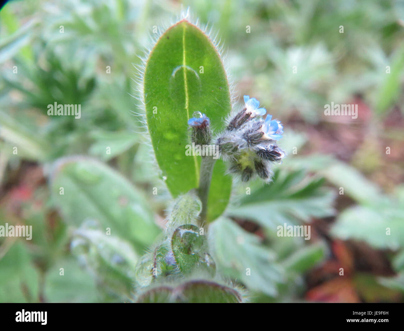 Myosotis stricta, auch bekannt als die große Vergissmeinnabe, ist eine Art blühender Pflanze aus der Familie der Boraginaceae. Diese Pflanze ist in Europa und Asien beheimatet und ist für ihre blauen Blüten und lanzenförmigen Blätter bekannt. Stockfoto