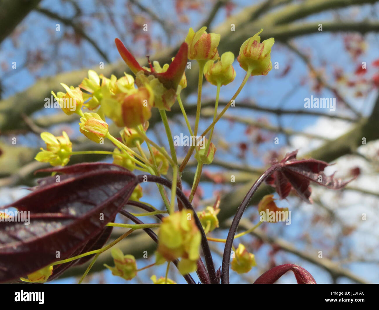 Ein Foto, aufgenommen am 6. April 2014, von einer amerikanischen Eiche (Ahorn) in Altlussheim. Der Baum steht in einer natürlichen Umgebung und repräsentiert die regionale Flora des Gebiets. Stockfoto