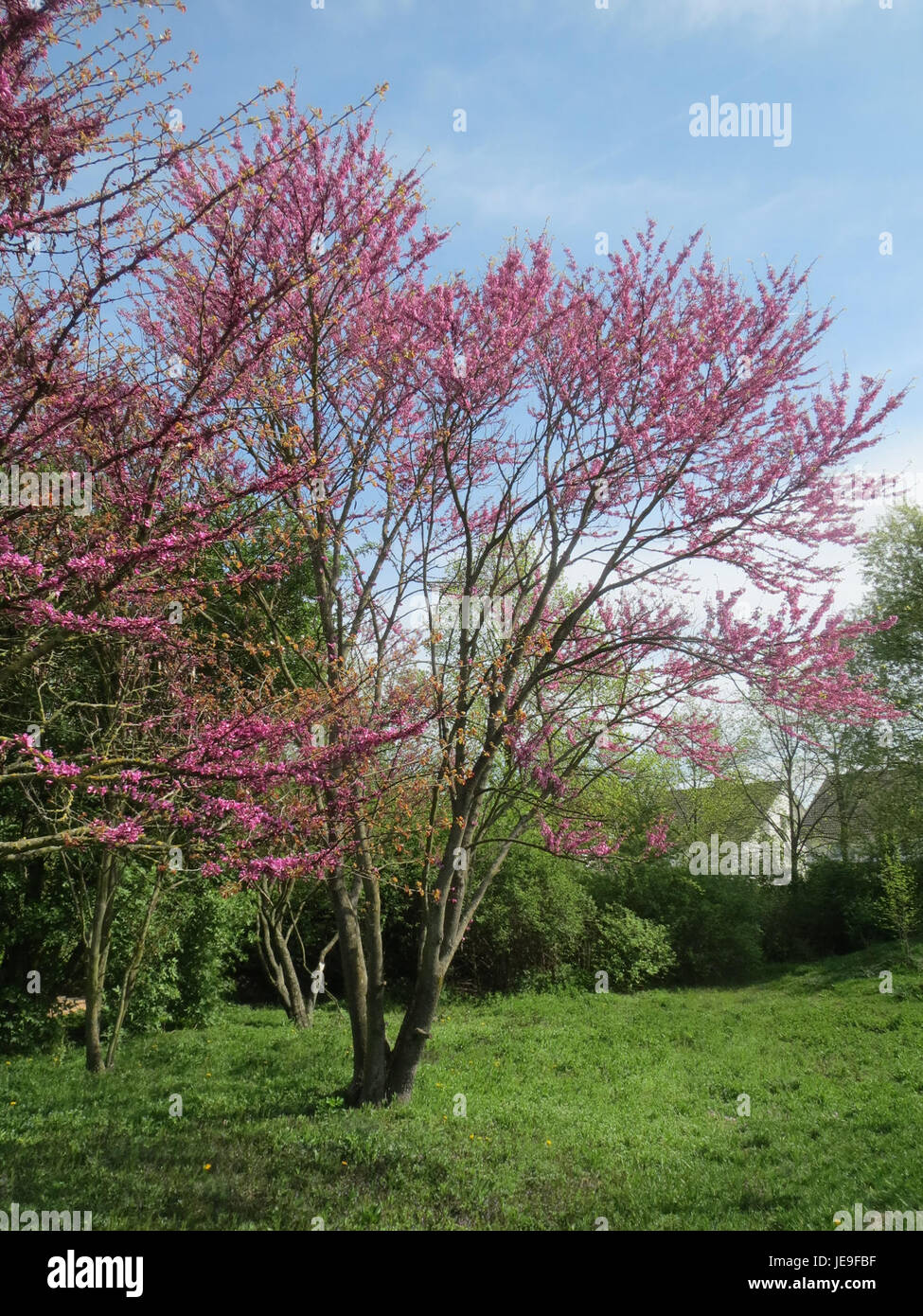 Cercis siliquastrum, auch bekannt als Judas-Baum, ist bekannt für seine markanten rosa Blüten, die im frühen Frühjahr blühen. Sie ist in Südosteuropa und Westasien beheimatet und wird häufig in Ziergärten verwendet. Stockfoto