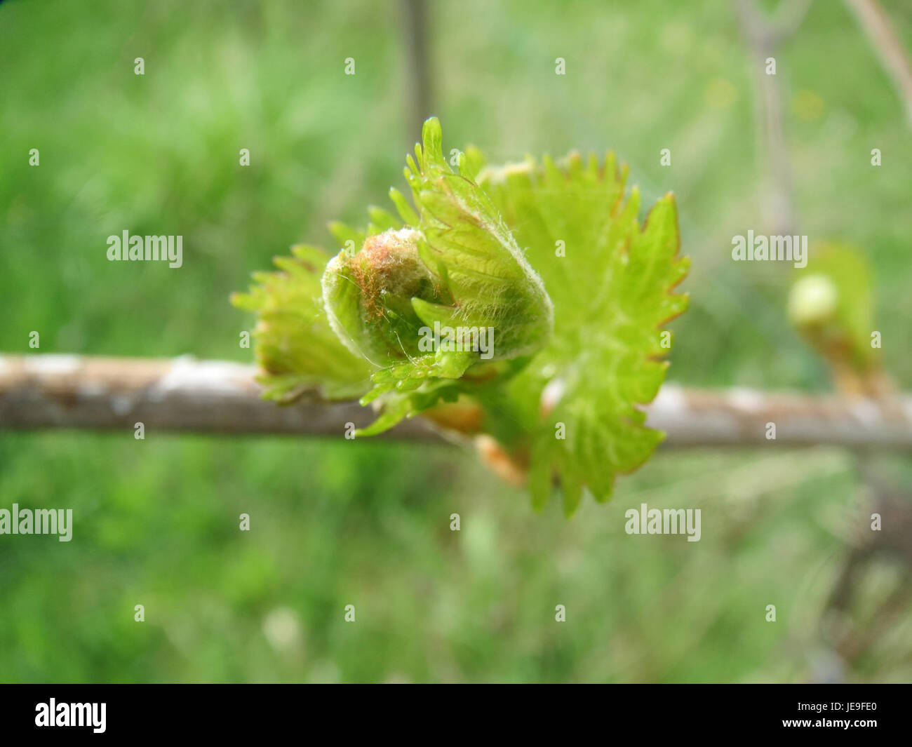 Das Bild zeigt eine Szene aus Hockenheim, Deutschland, am 7. April 2014, die wahrscheinlich mit lokalen Veranstaltungen oder Aktivitäten in der Stadt zusammenhängt, die für ihr Motorsport-Erbe bekannt ist, einschließlich des Hockenheimrings. Stockfoto