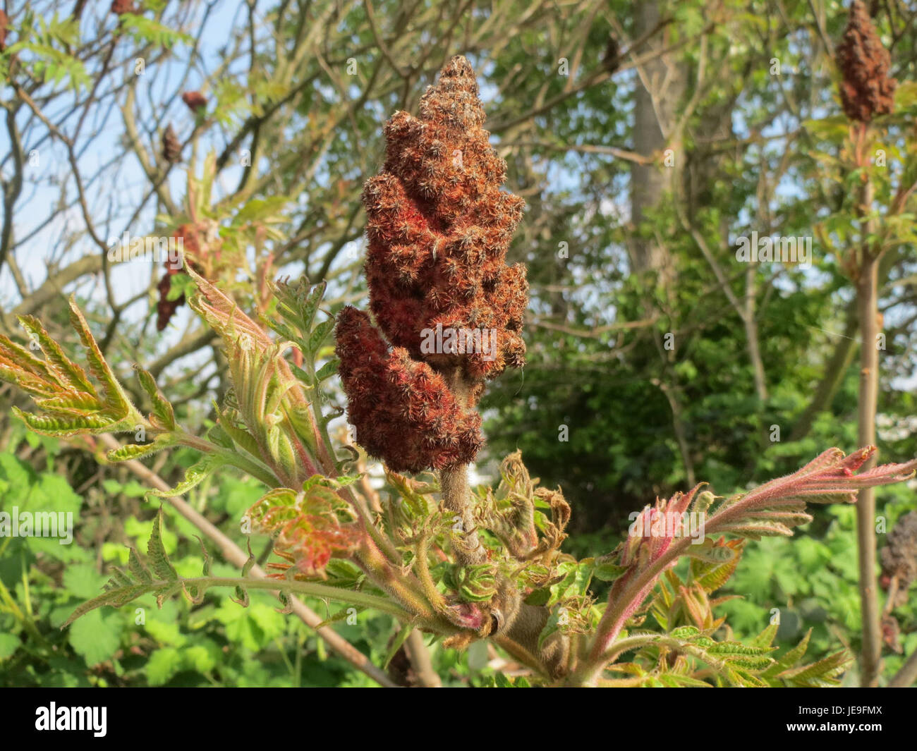 Rhus typhina, auch bekannt als Staghorn Sumac, ist ein Laubstrauch oder kleiner Baum in Nordamerika. Dieses Bild zeigt die charakteristischen roten Fruchtgruppen und Blätter. Stockfoto Rhus typhina, auch bekannt als Staghorn Sumac, ist ein Laubstrauch oder kleiner Baum in Nordamerika. Dieses Bild zeigt die charakteristischen roten Fruchtgruppen und Blätter. Stockfoto