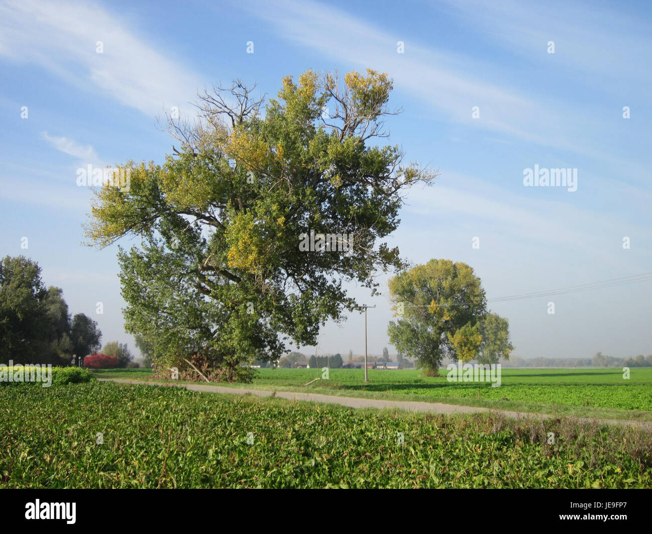 Pappeln entlang des Hockenheimer Rheinbogens sind ein markantes Merkmal der lokalen Landschaft. Diese Bäume sind bekannt für ihre Höhe und ihre schnell wachsende Natur, die oft in Uferzonen zu finden ist. Stockfoto