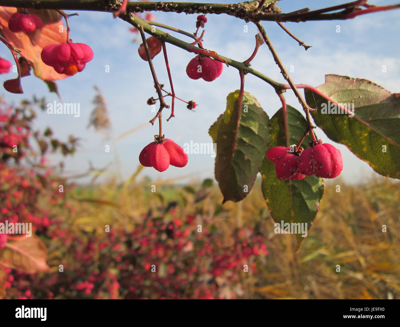 Pfaffenhütchen, auch Spindleberry genannt, ist eine Pflanzenart am Hockenheimer Rheinbogen, die für ihre charakteristische Frucht und ihren ornamentalen Wert in der europäischen Flora bekannt ist. Stockfoto