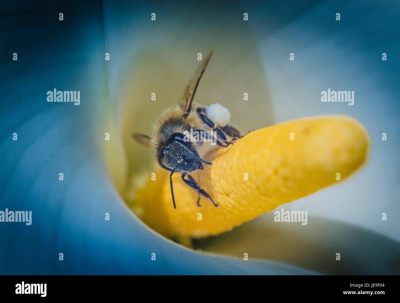 Abejas y Polen / Bienen Stockfoto