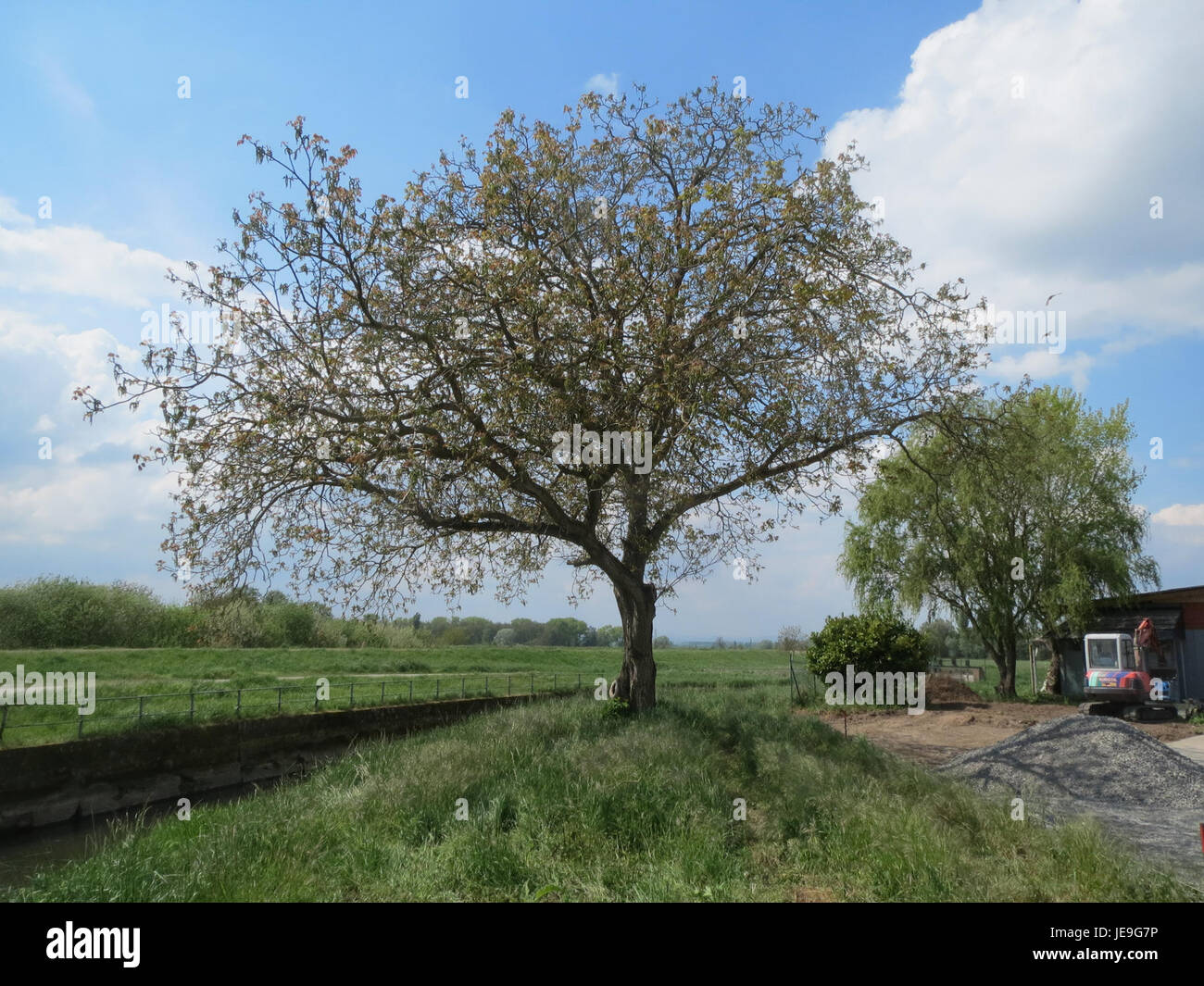 Juglans regia, auch bekannt als englischer Walnuss, ist eine Laubbaumart, die in Südosteuropa und Zentralasien beheimatet ist. Bekannt für seine essbaren Nüsse, wird der Baum auch für sein Holz geschätzt, das in edlen Möbeln und Holzarbeiten verwendet wird. Stockfoto
