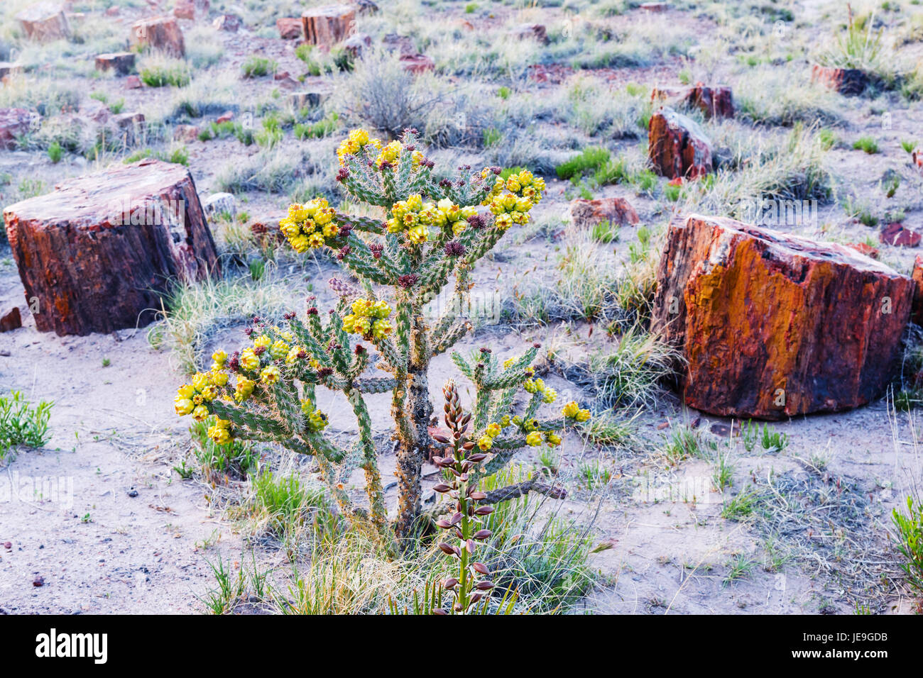 Beautiful Petrified Forest National Park Skizze, Arizona, USA Stockfoto