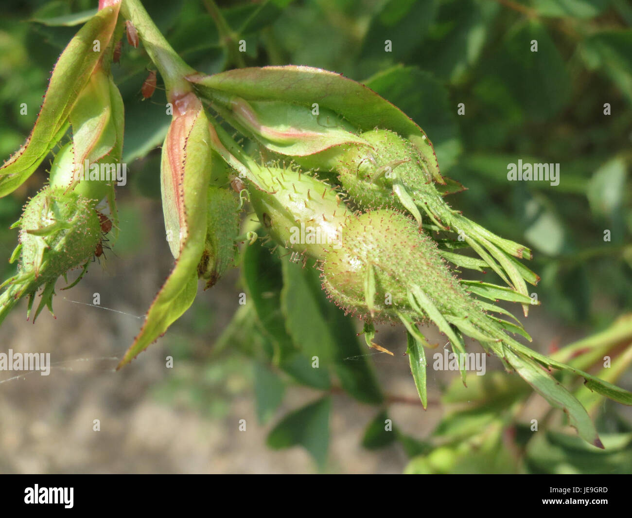 Dieses Bild zeigt Rosa rubiginosa, allgemein bekannt als sweetbriar Rose. Diese blühende Pflanze ist bekannt für ihre duftenden Blüten und ihre Verwendung in der Kräutermedizin. Sie ist in Europa und Teilen Asiens beheimatet. Stockfoto
