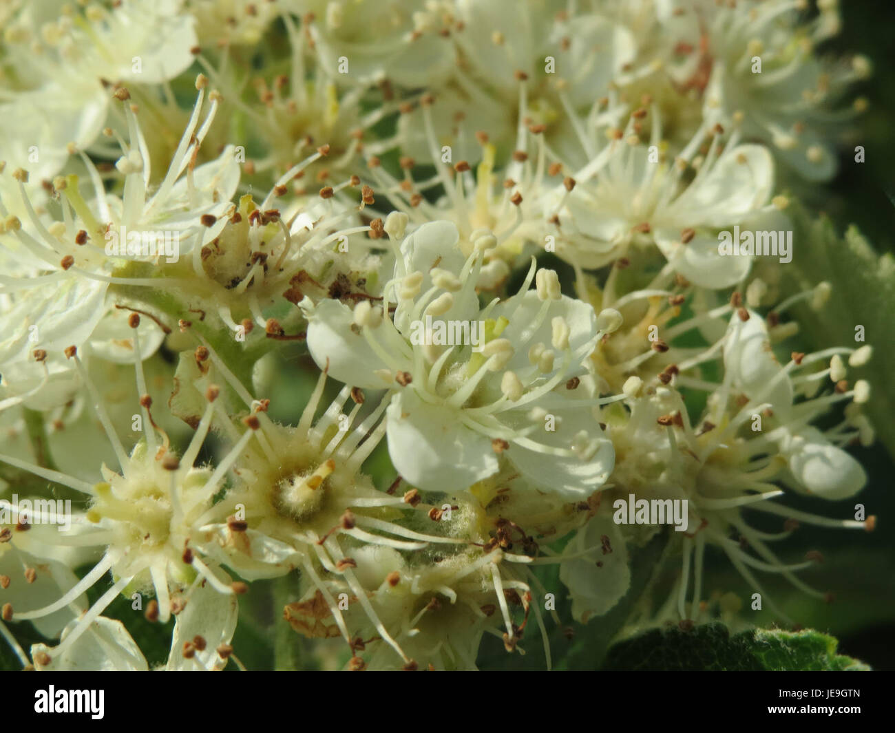 Sorbus intermedia, auch bekannt als schwedischer Weißstrahl, fotografiert am 30. April 2014. Diese Baumart ist in Europa beheimatet und für ihre weißen Blüten und roten Früchte bekannt. Stockfoto