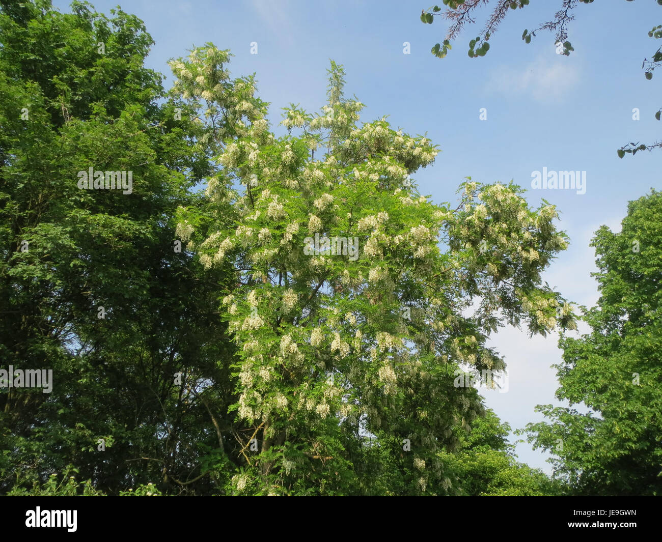 Eine Fotografie von Robinia pseudoacacia, allgemein bekannt als Black Locust, aufgenommen am 30. April 2014. Das Bild hebt die charakteristischen Blüten und Blätter des Baumes hervor. Stockfoto