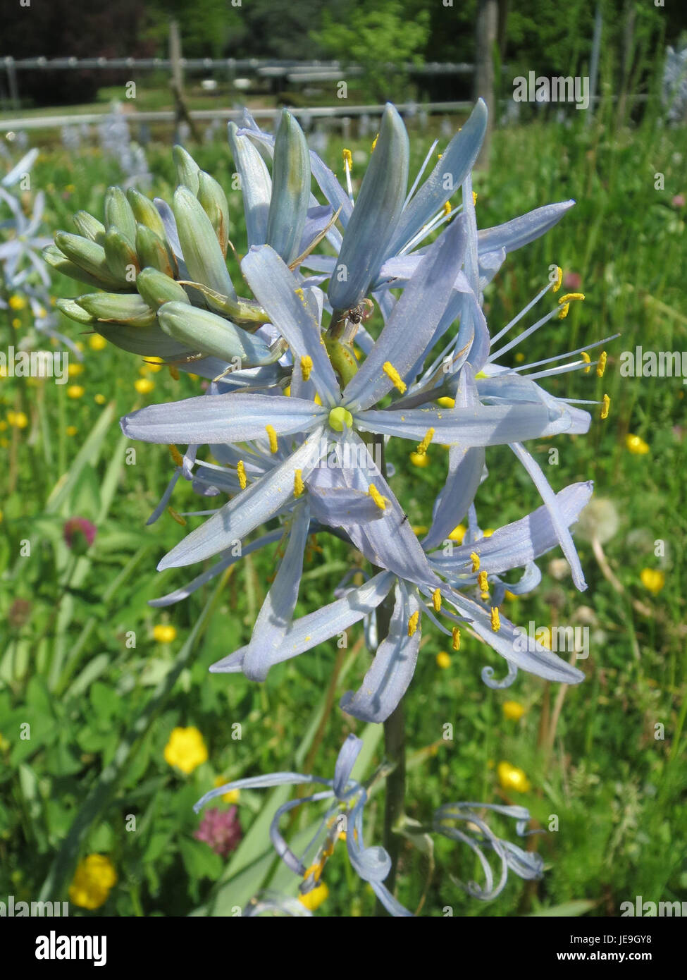 Camassia cusickii, allgemein bekannt als Cusick's Camass, ist eine mehrjährige Wildblume, die im Westen der Vereinigten Staaten beheimatet ist. Seine blau-violetten Blüten blühen im Frühjahr und gedeihen in feuchten Wiesen und Prärien. Stockfoto