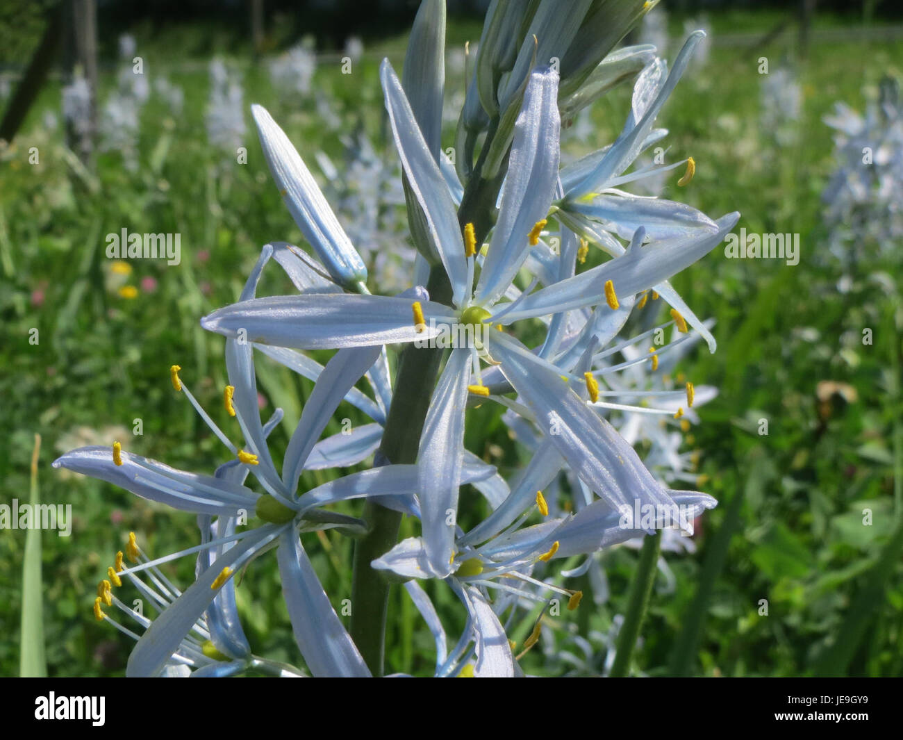 Camassia cusickii, oder Cusick’s camas, ist eine mehrjährige blühende Pflanze, die im Pazifischen Nordwesten der Vereinigten Staaten beheimatet ist. Diese Pflanze ist bekannt für ihre markanten blauen Blüten und findet sich in feuchten Wiesen und Prärien. Sie hat kulturelle Bedeutung bei den indigenen Völkern, die traditionell die Zwiebeln der Pflanze als Nahrung verwendeten. Stockfoto