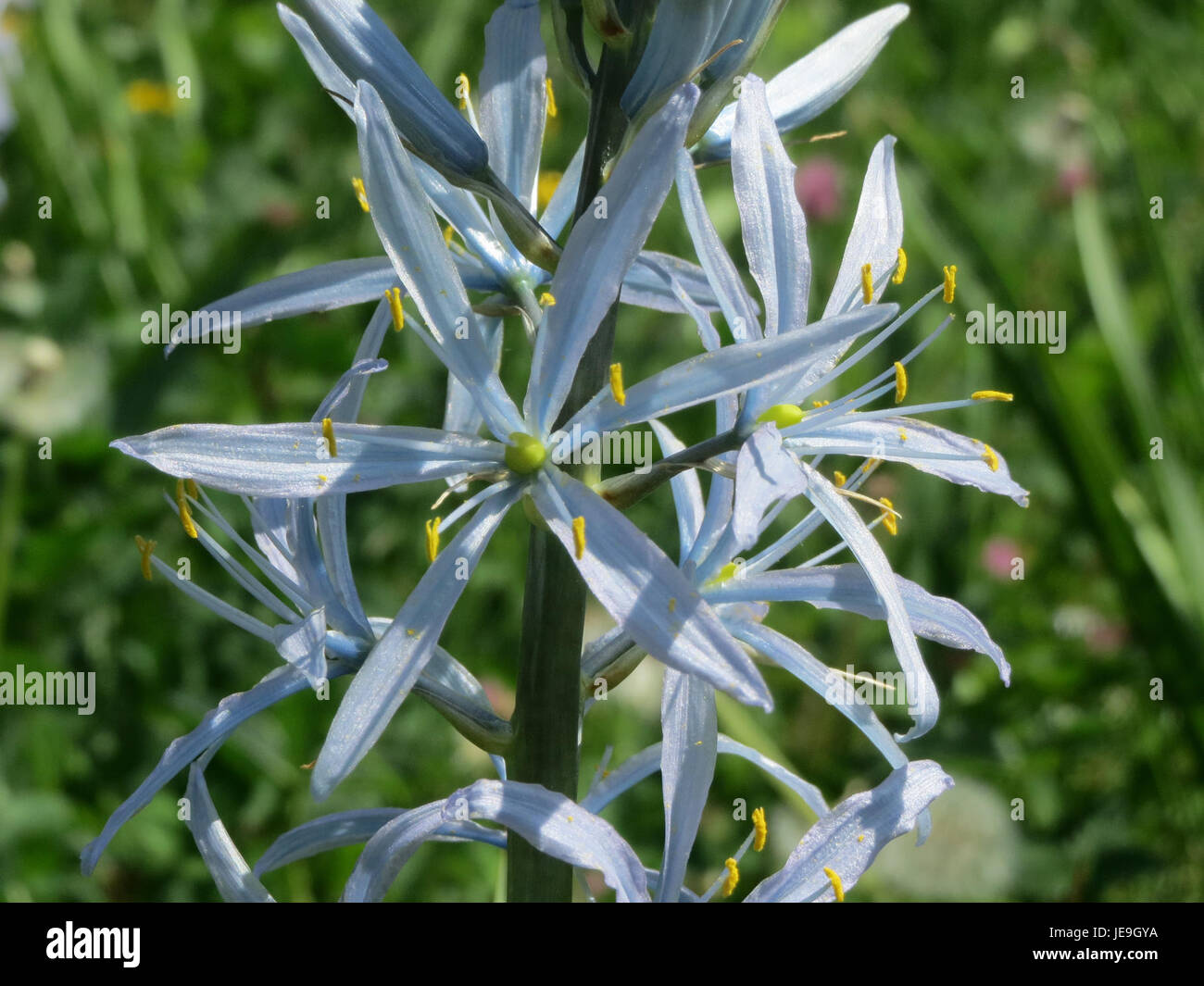 Dieses Foto, aufgenommen am 4. Mai 2014, zeigt Camassia cusickii, eine Pflanzenart, die für ihre attraktiven blauen Blüten bekannt ist. Sie ist in Nordamerika beheimatet und findet sich häufig in Wiesen und offenen Wäldern. Stockfoto
