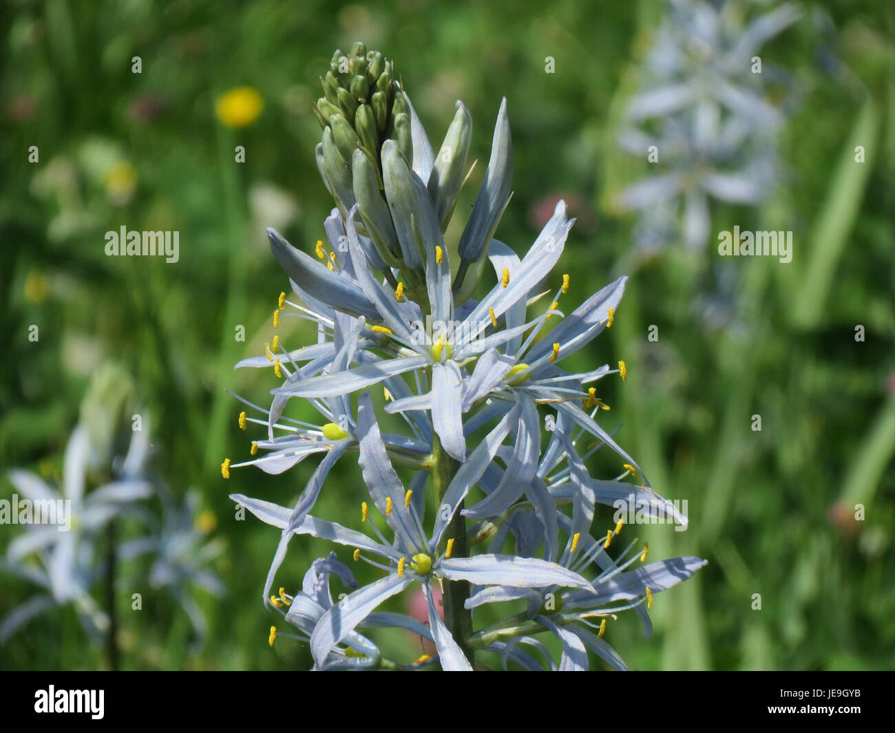 Ein Foto, aufgenommen am 4. Mai 2014, von Camassia cusickii, einer blühenden Pflanzenart, die für ihre charakteristischen blauen Blüten bekannt ist. Stockfoto