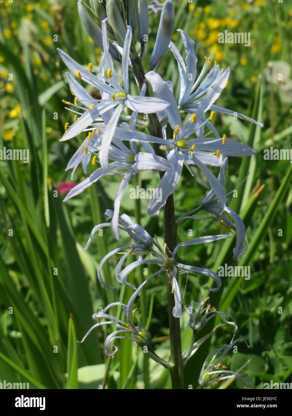 Camassia cusickii oder Cusick's camas ist eine mehrjährige blühende Pflanze, die im Westen Nordamerikas beheimatet ist. Er ist bekannt für seine blauen bis violetten sternförmigen Blüten und ist für die indigene Pflanzenwelt wichtig, insbesondere für seine Speisezwiebeln. Stockfoto