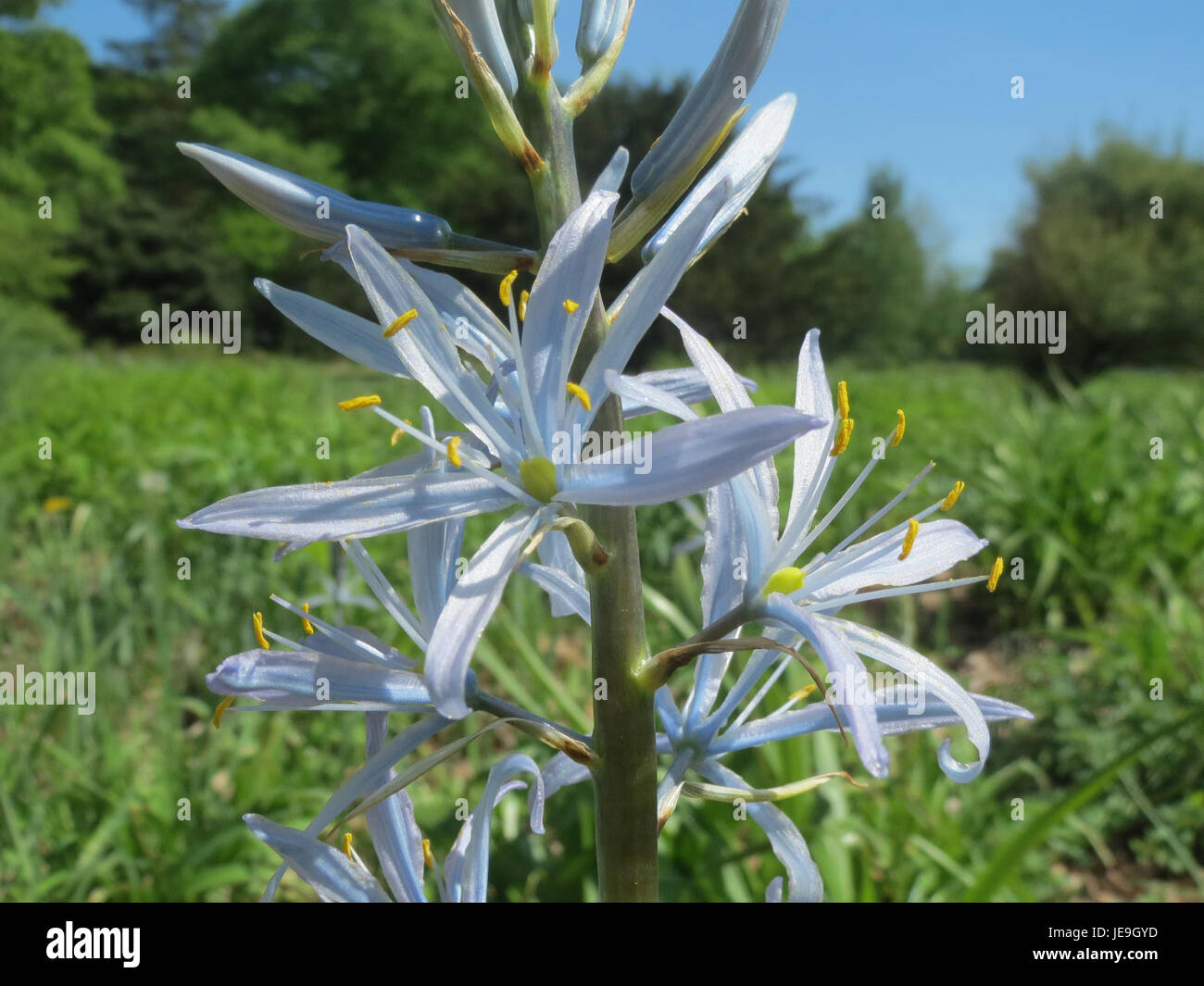 Camassia cusickii, allgemein bekannt als Cusick's Camass, ist eine mehrjährige Pflanze, die im Westen der Vereinigten Staaten vorkommt. Die Pflanze produziert blaue bis violette sternförmige Blüten und gedeiht in feuchten, gut durchlässigen Böden, die häufig auf Wiesen und Prärien vorkommen. Sie ist ein wichtiger Teil der einheimischen Flora und hat eine kulturelle Bedeutung bei den indigenen Völkern. Stockfoto