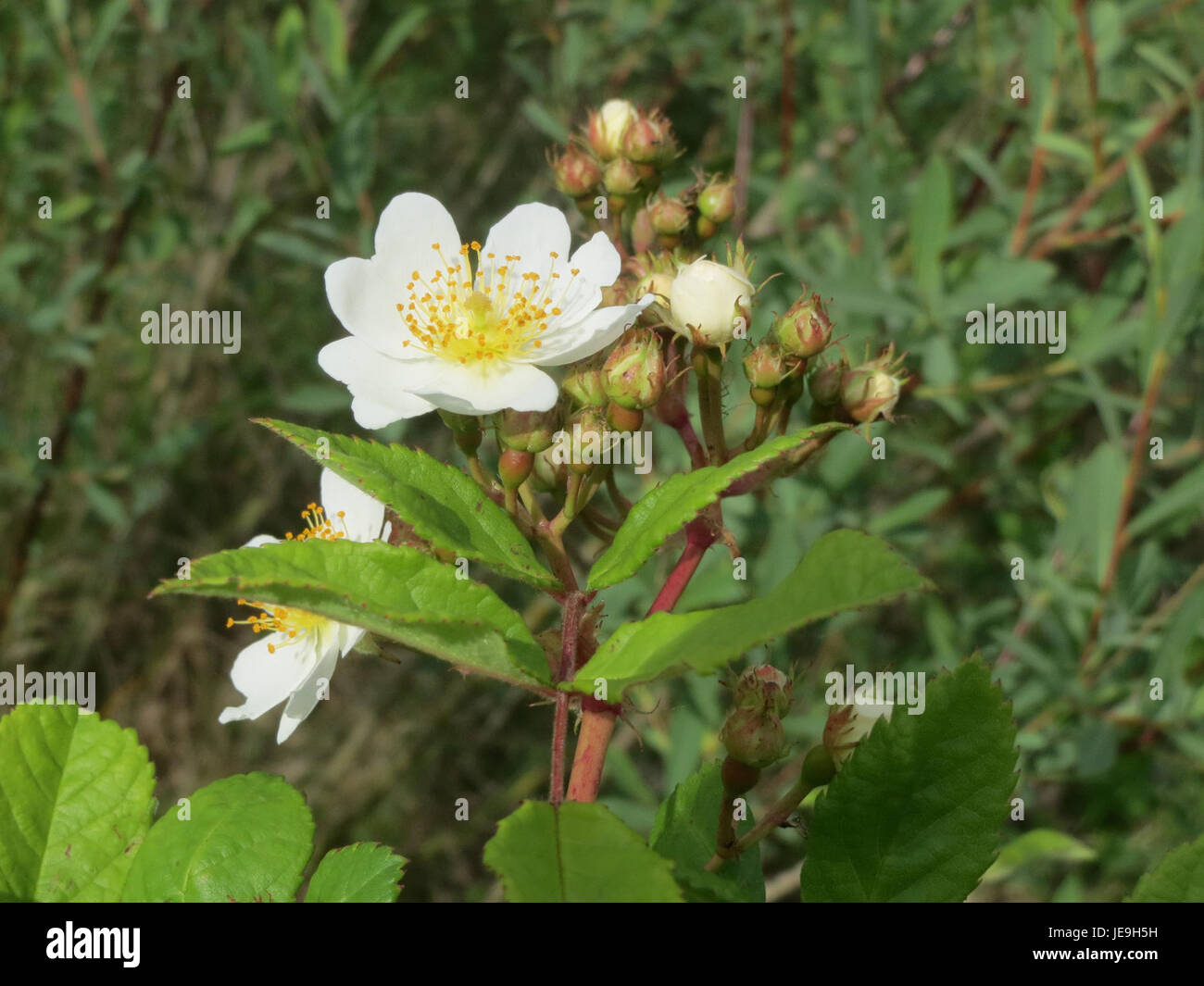 Eine botanische Illustration der Rosa multiflora, die die zarten Blüten und die Struktur der Rebstöcke dieser Art zeigt. Diese Rose ist bekannt für ihre weitverbreitete Verwendung in der Landschaftsgestaltung und ist mit feinen botanischen Details dargestellt. Stockfoto