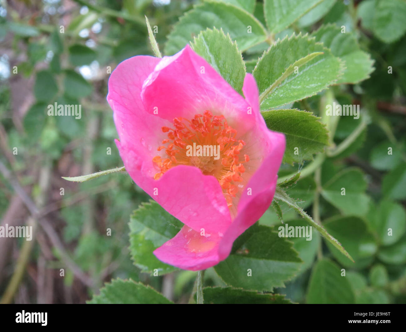 Rosa rubiginosa, auch bekannt als sweetbriar Rose, ist eine Pflanzenart, die für ihre duftenden rosa Blüten bekannt ist. Dieses Bild vom 10. Mai 2014 zeigt seine charakteristischen Blüten und Laub. Stockfoto
