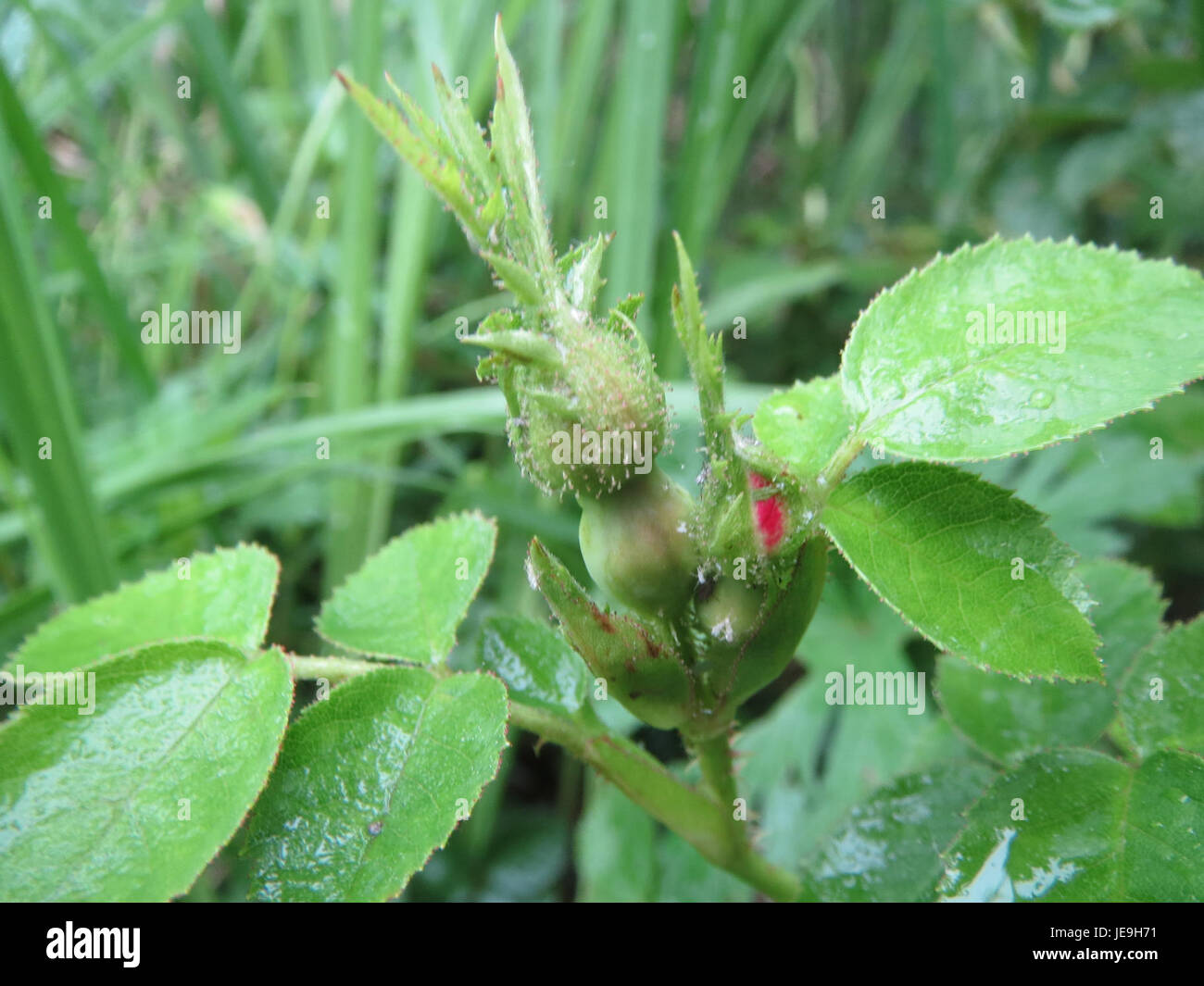 Eine Fotografie von Rosa rubiginosa, auch bekannt als sweetbriar Rose, einer robusten Pflanzenart, die für ihre duftenden Blüten und medizinischen Eigenschaften bekannt ist. Stockfoto