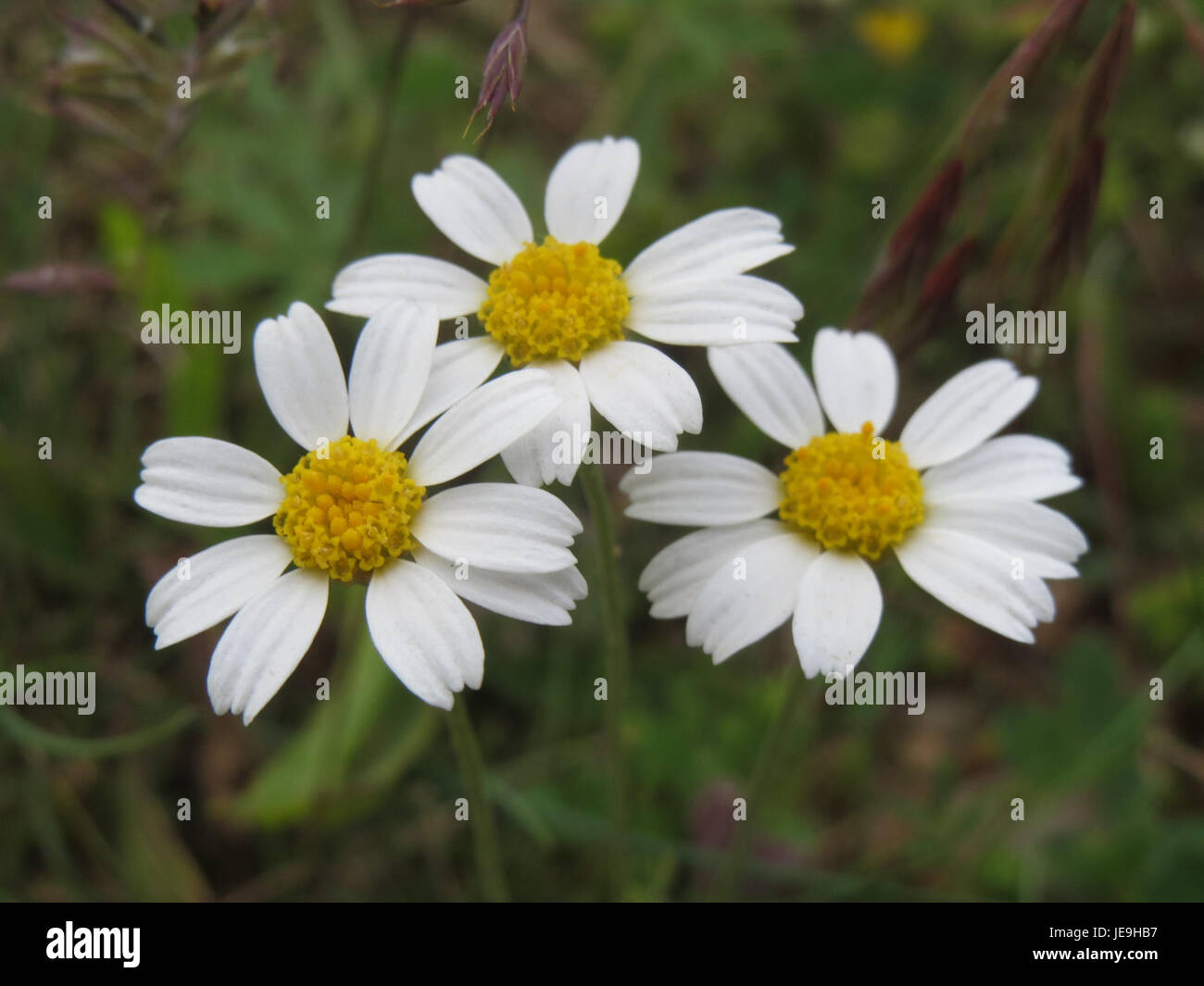 Anthemis arvensis, auch bekannt als Feldkamille, ist eine blühende Pflanze, die in Europa und Asien beheimatet ist. Er ist bekannt für seine kleinen, weißen Blüten mit gelben Zentren und sein Wachstum in wilden Wiesen und gestörten Böden. Diese Pflanze wird häufig in pflanzlichen Heilmitteln verwendet und gehört auch zur Familie der Gänseblümchen. Stockfoto