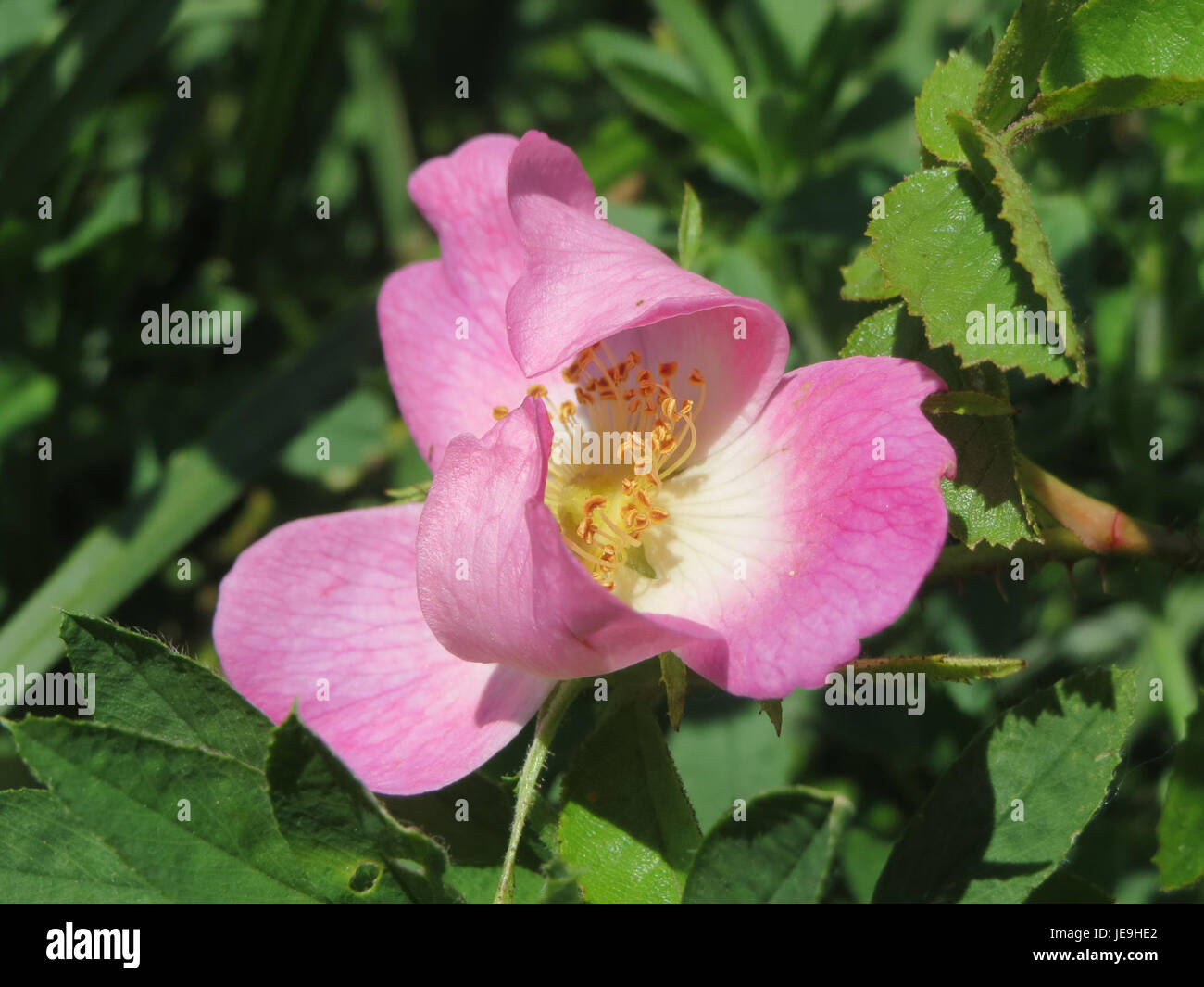 Rosa rubiginosa, allgemein bekannt als die süßbriar Rose, ist ein duftender Sträucher mit rosa Blüten. Dieses Foto, aufgenommen am 14. Mai 2014, zeigt seine markanten Blüten und Dornzweige. Stockfoto
