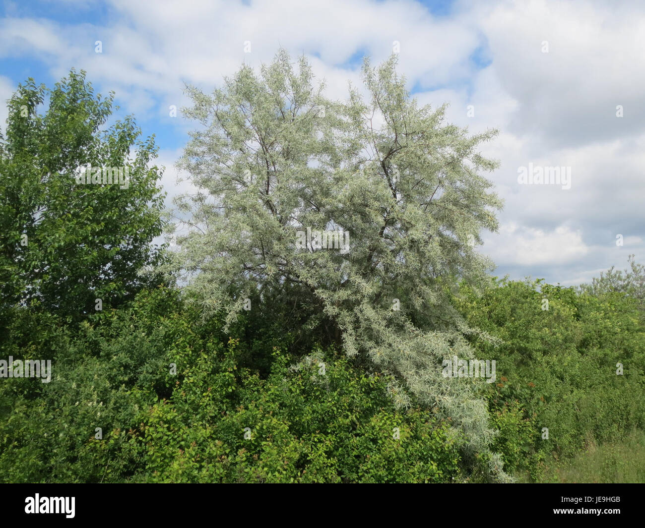Elaeagnus angustifolia, auch bekannt als Oleaster oder russische Olive, ist ein Laubstrauch oder kleiner Baum aus Asien und Südosteuropa. Sie ist bekannt für ihre silbrigen Blätter und kleinen gelben Blüten. Stockfoto