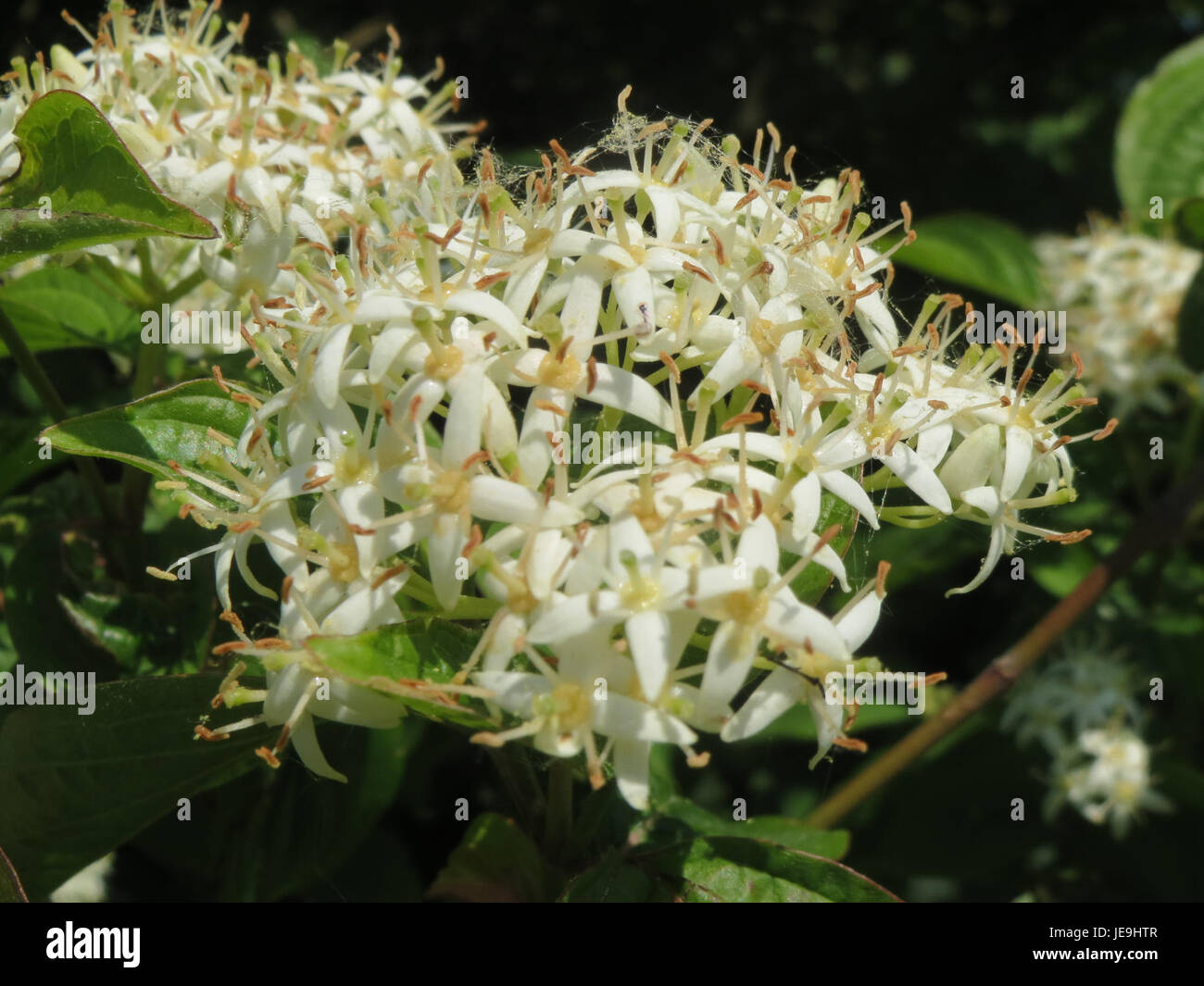 Eine Fotografie von Cornus sanguinea, allgemein bekannt als der Bluthund, aufgenommen am 19. Mai 2014. Diese Pflanze ist bekannt für ihre markanten roten Stämme und kommt häufig in europäischen Wäldern vor. Stockfoto