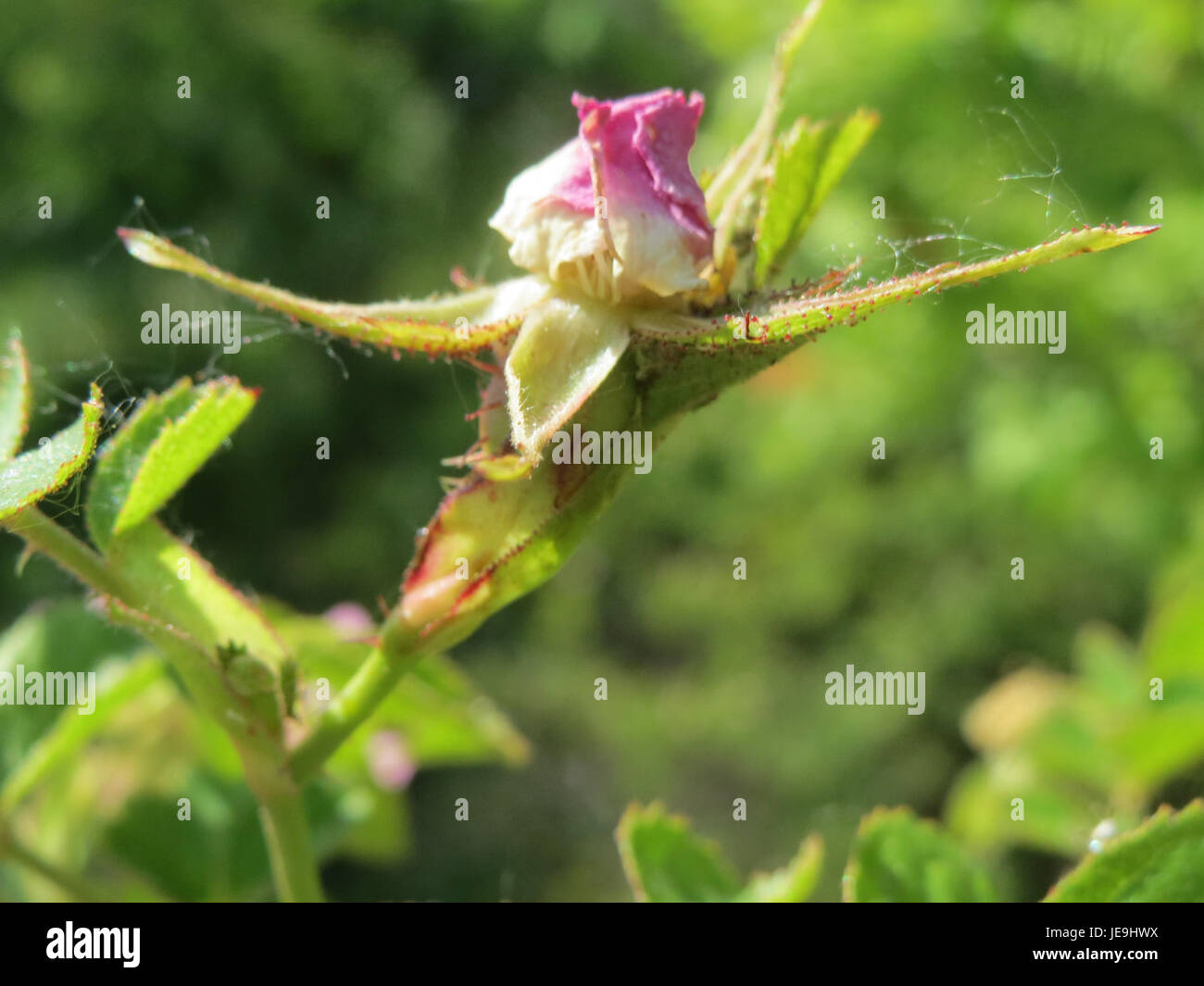 Dieses Bild vom 20. Mai 2014 zeigt Rosa rubiginosa, allgemein bekannt als sweetbriar Rose. Bekannt für seine duftenden Blüten und medizinischen Eigenschaften, ist es oft in Hecken und Wäldern zu finden. Sweetbriar Rose wird für ihre natürliche Schönheit geschätzt und wird in der pflanzlichen Medizin wegen ihrer therapeutischen Vorteile verwendet. Stockfoto
