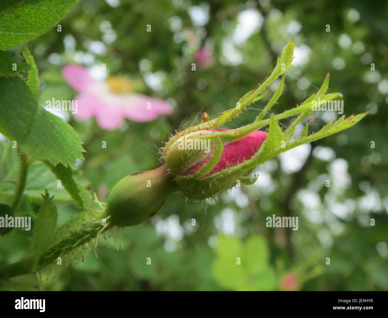 Dieses Foto zeigt Rosa rubiginosa, allgemein bekannt als die sweetbriar Rose, mit ihren duftenden rosa Blüten und charakteristischen scharfen Dornen, die in verschiedenen gemäßigten Regionen angebaut werden. Stockfoto