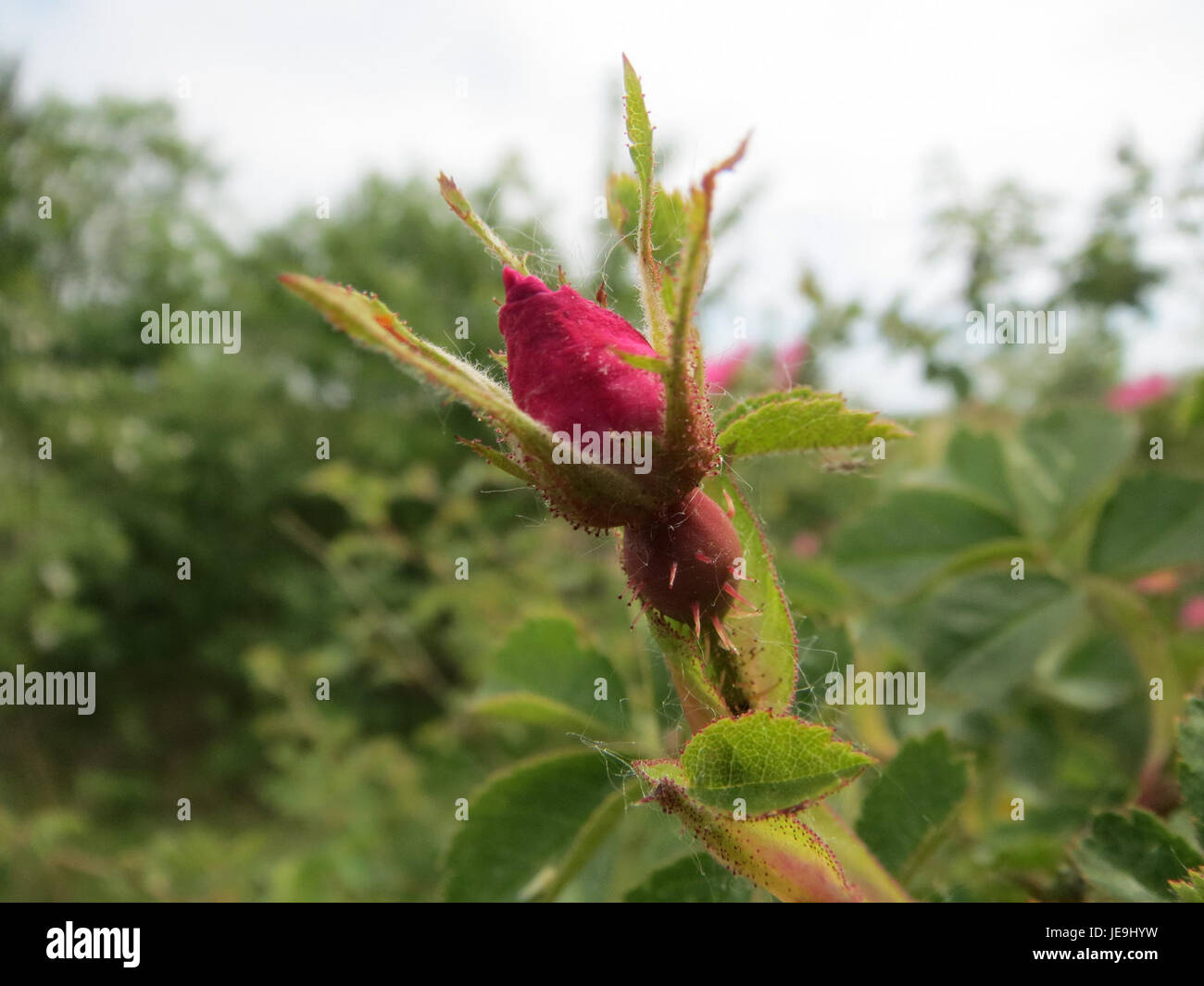 Das Bild zeigt Rosa rubiginosa, allgemein bekannt als sweetbriar Rose, eine in Europa und Asien heimische Rosenart. Die Pflanze ist bekannt für ihre duftenden rosafarbenen Blüten und ihr aromatisches Laub, das oft in Hecken und Wildgebieten zu finden ist und zur Vielfalt der lokalen Ökosysteme beiträgt. Stockfoto