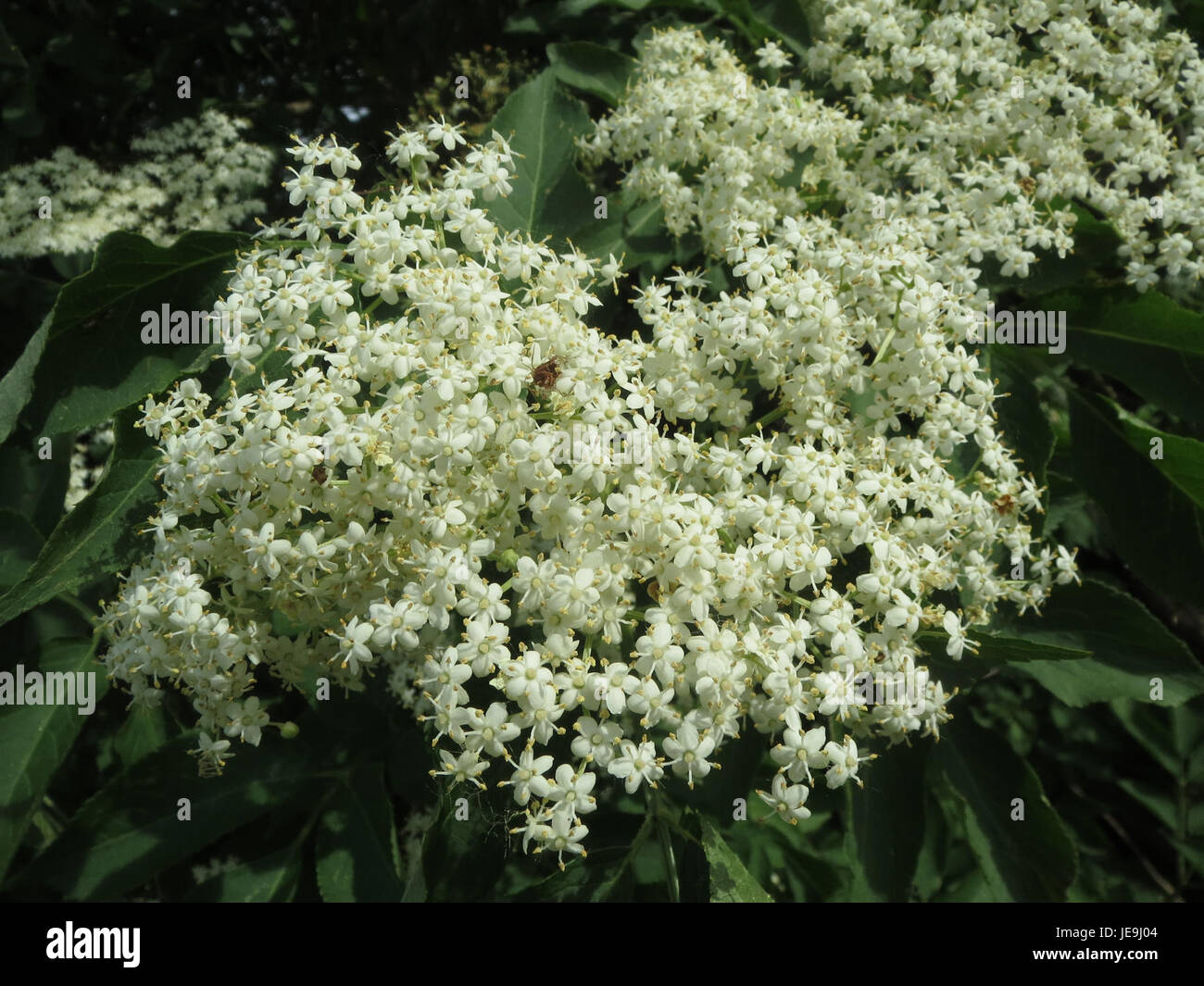 Sambucus nigra, auch bekannt als Holunder, ist eine in Europa und Teilen Asiens heimische Pflanze. Bekannt für seine kleinen dunklen Beeren, wird die Pflanze in der traditionellen Medizin wegen ihrer antiviralen und entzündungshemmenden Eigenschaften oft verwendet. Es wird häufig in pflanzlichen Heilmitteln gegen Erkältungen und Grippe verwendet. Stockfoto