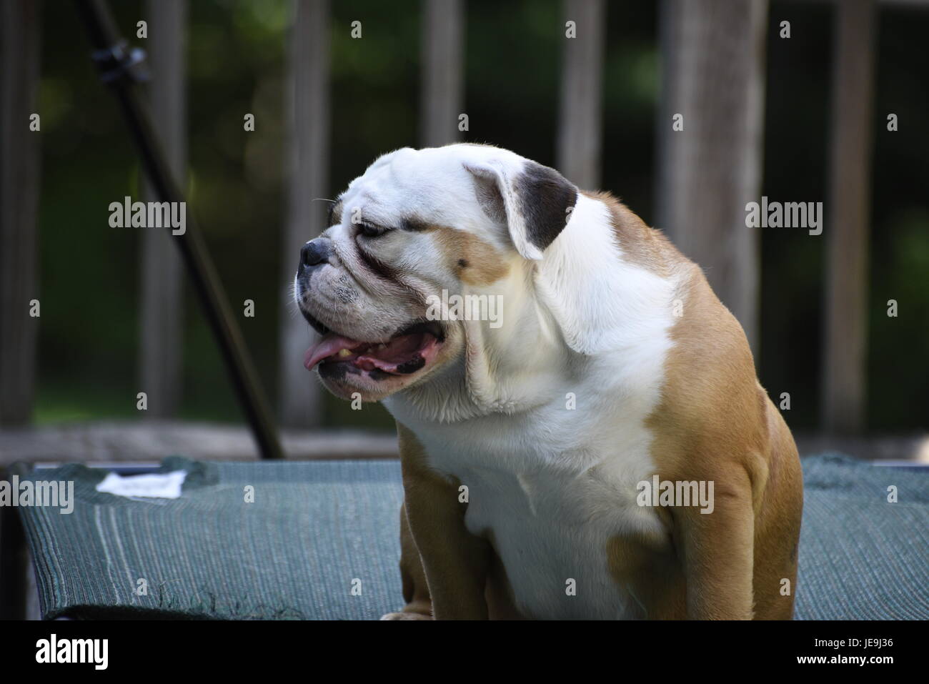 Englische Bulldogge Stockfoto