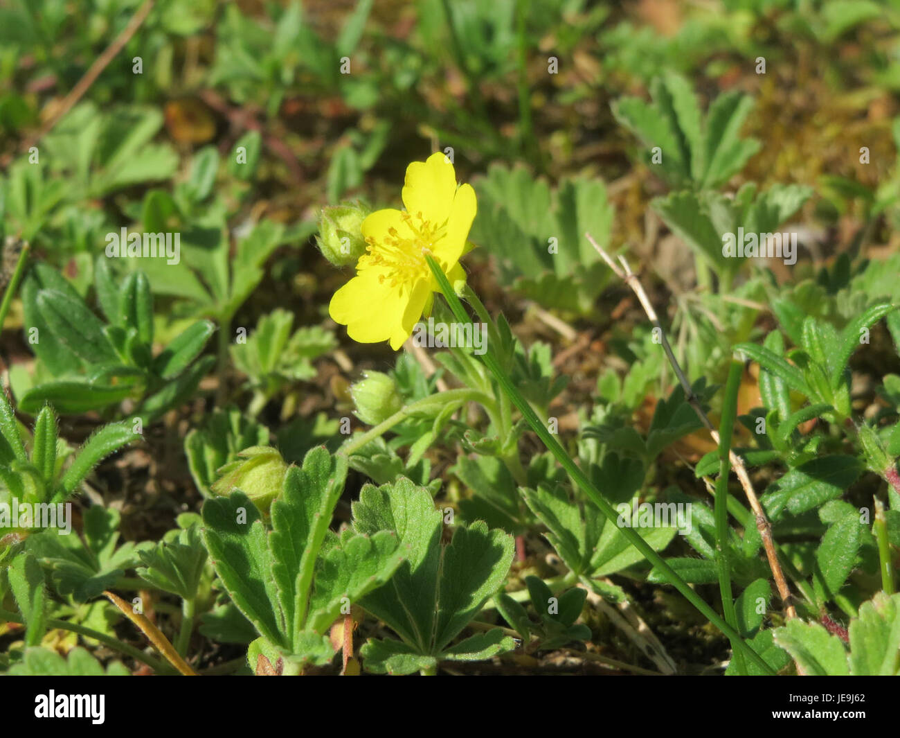 Potentilla reptans, auch bekannt als kriechendes Cinquefoil, ist eine Bodenbedeckung, die in verschiedenen Regionen vorkommt. Sie ist bekannt für ihre fünfblättrigen gelben Blüten und ihre weitläufige Wuchsgewohnheit. Stockfoto Potentilla reptans, auch bekannt als kriechendes Cinquefoil, ist eine Bodenbedeckung, die in verschiedenen Regionen vorkommt. Sie ist bekannt für ihre fünfblättrigen gelben Blüten und ihre weitläufige Wuchsgewohnheit. Stockfoto